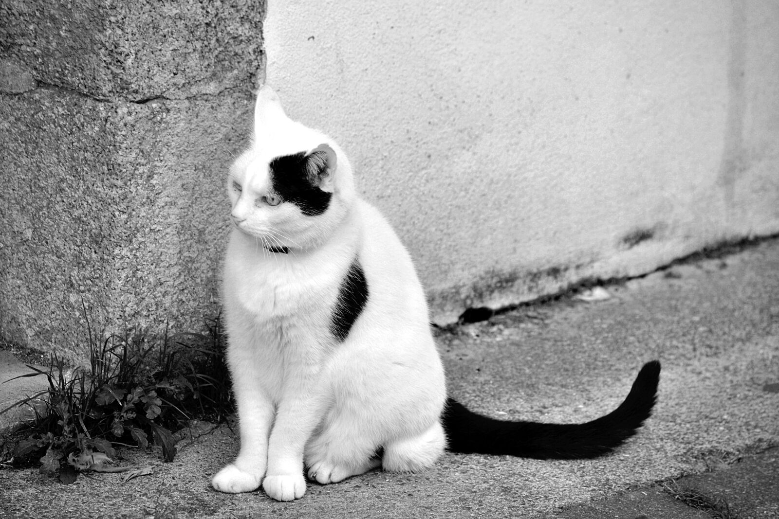 Nikon D5200 sample photo. Animal, domestique, animalier, bavarder photography