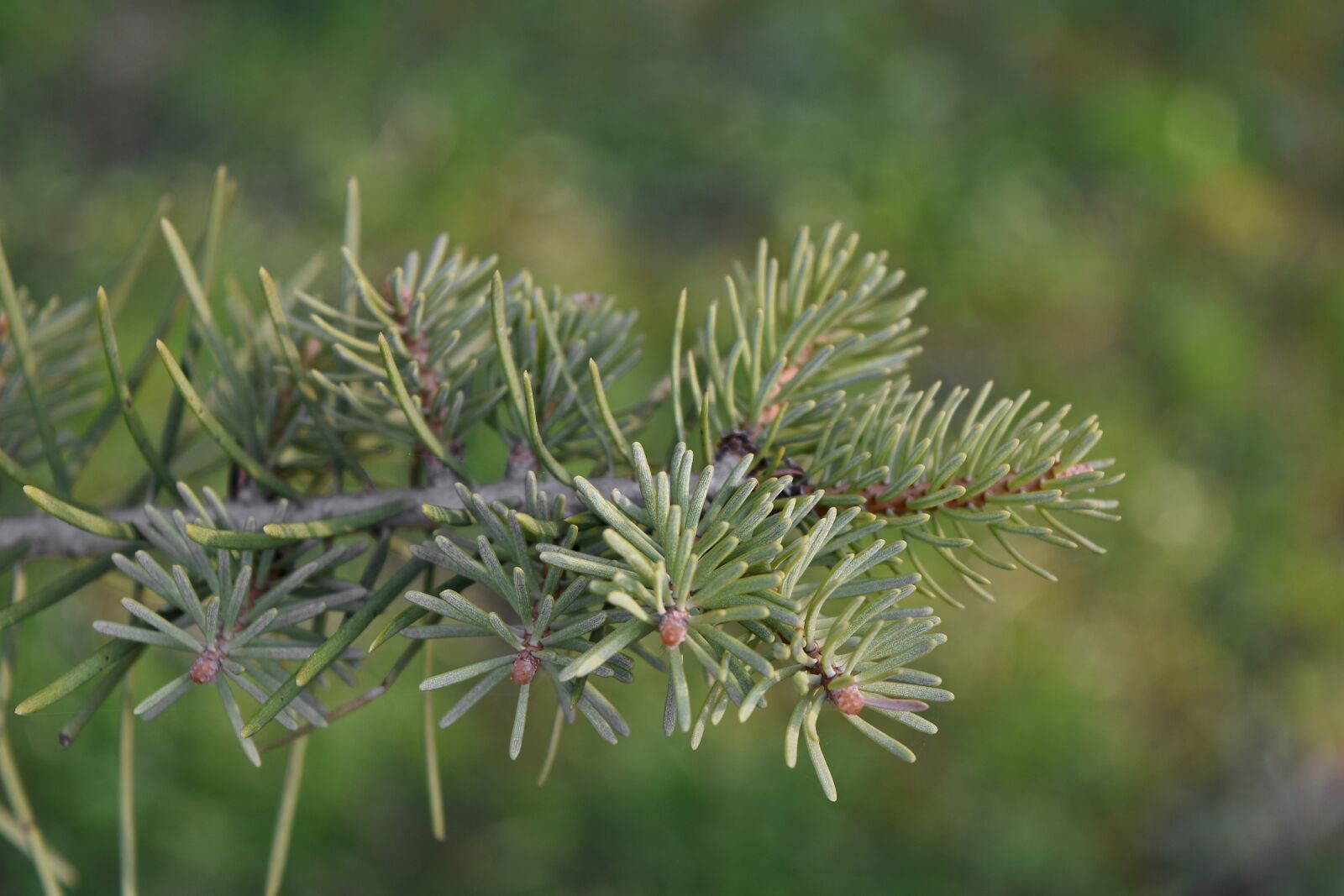 Nikon D5500 sample photo. Conifer, spruce, pine, plant photography