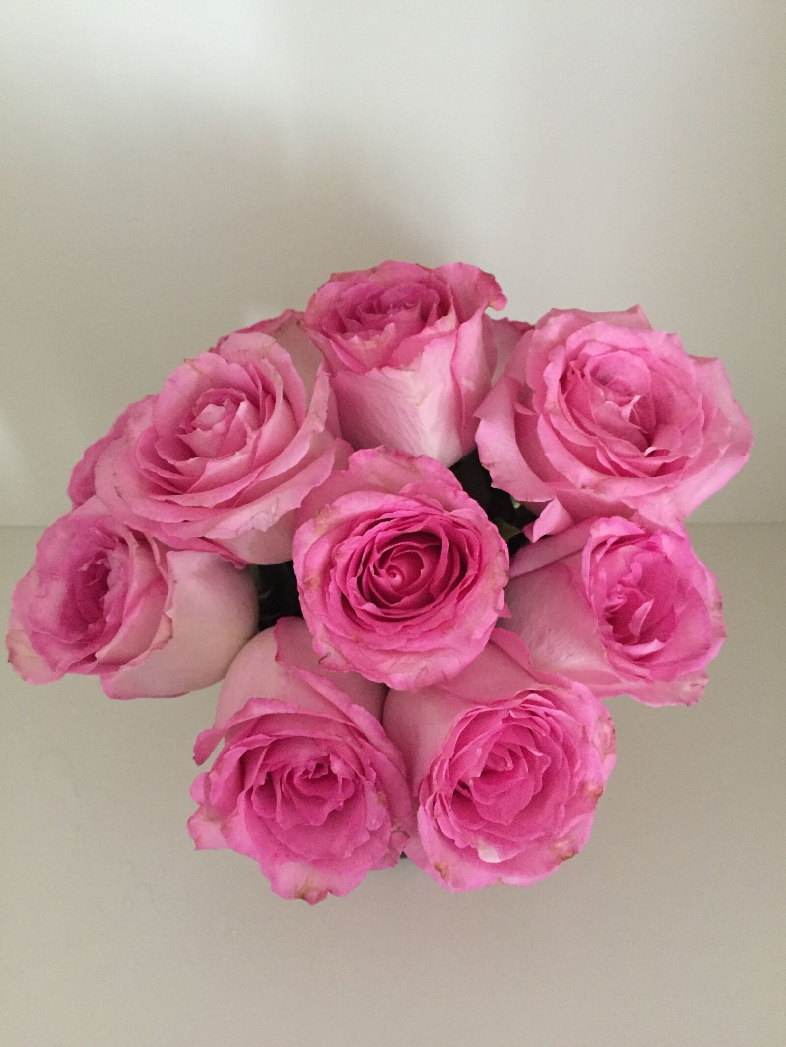 Apple iPhone 6 sample photo. Pink, roses photography