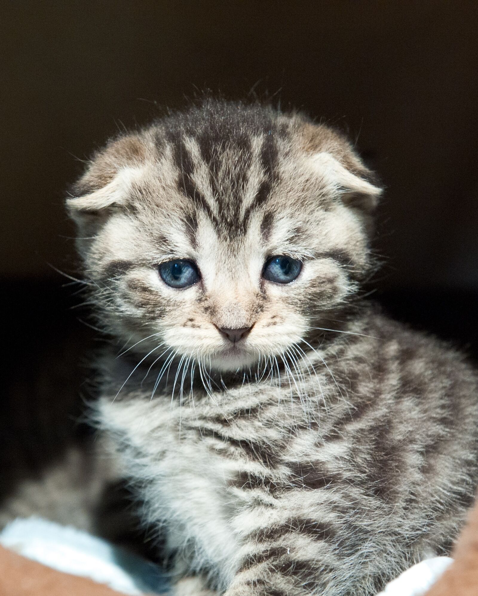 Nikon D700 sample photo. Scotish fold, cat, kitten photography