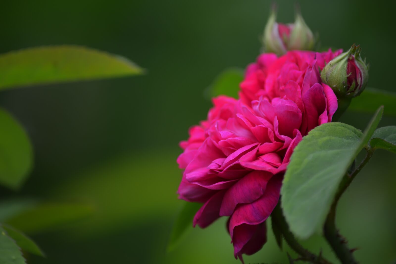 Nikon D5200 sample photo. Rose, garden, pink photography