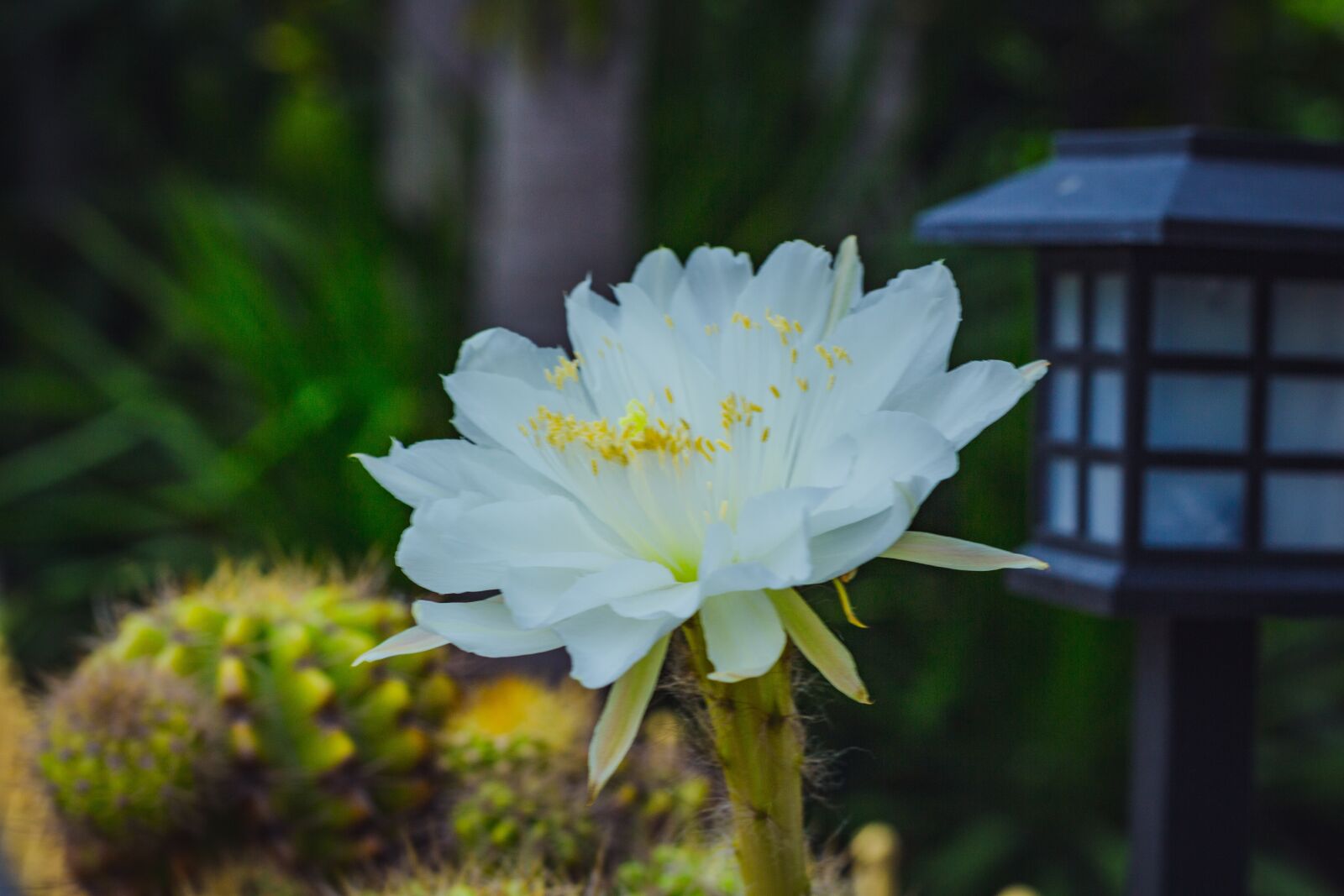 Canon EOS 700D (EOS Rebel T5i / EOS Kiss X7i) + Canon EF 50mm F1.8 STM sample photo. White, leaves, flora photography