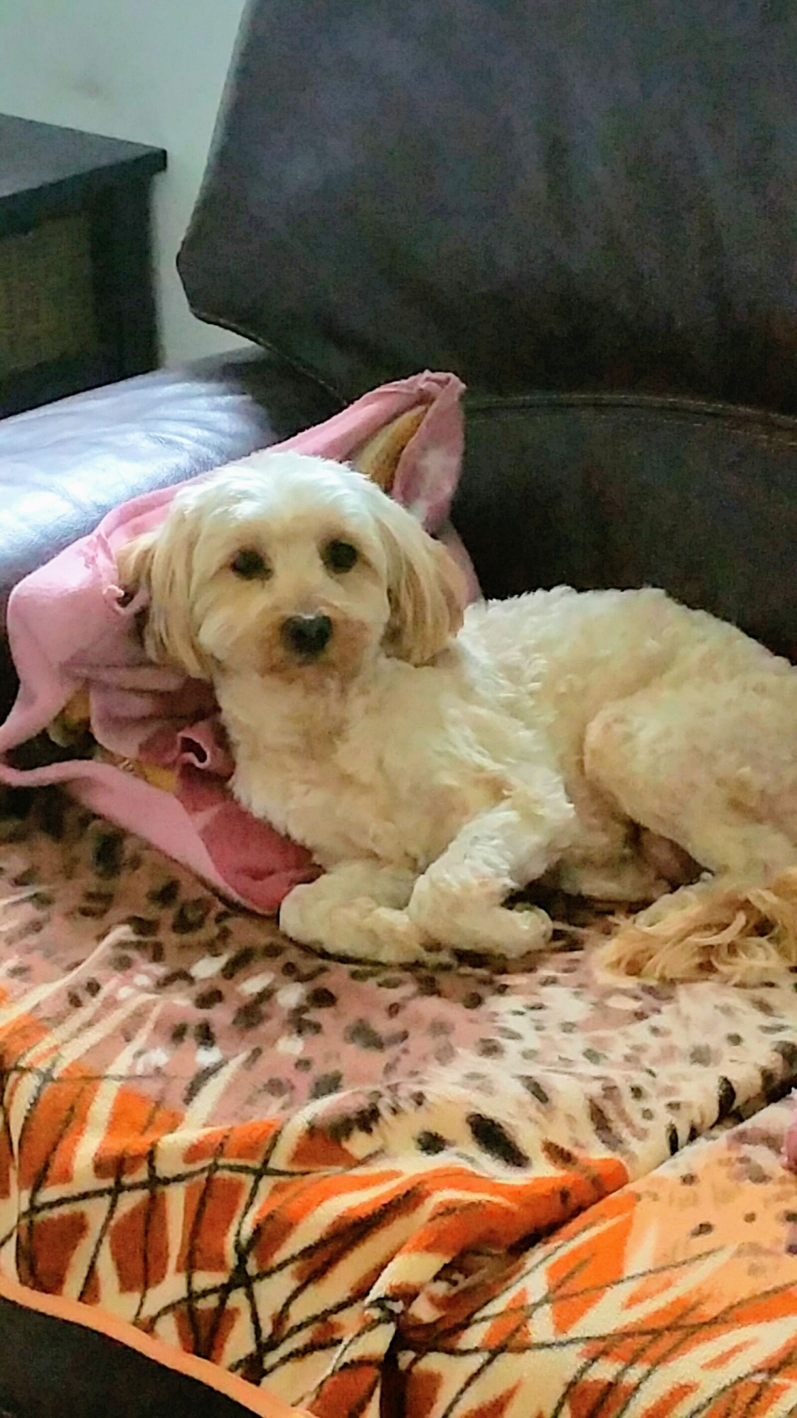 Samsung Galaxy Note4 sample photo. Dog, poodle, toy photography