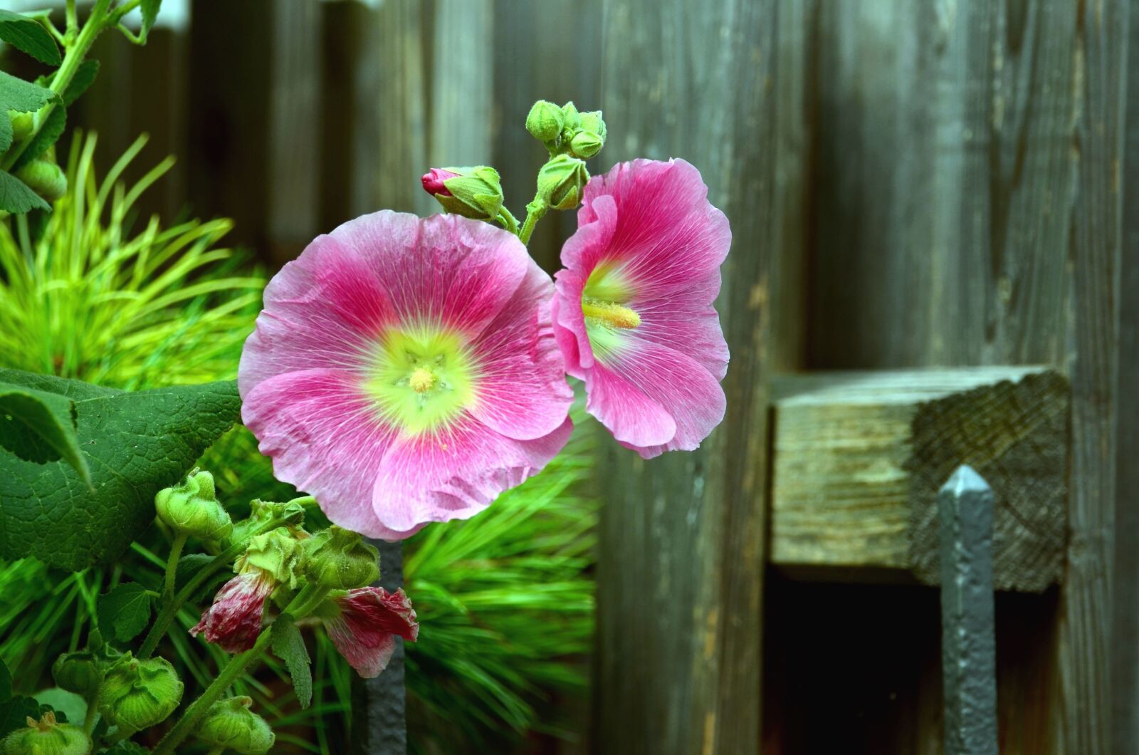 Nikon D5100 sample photo. Fence, garden, flower, leaf photography