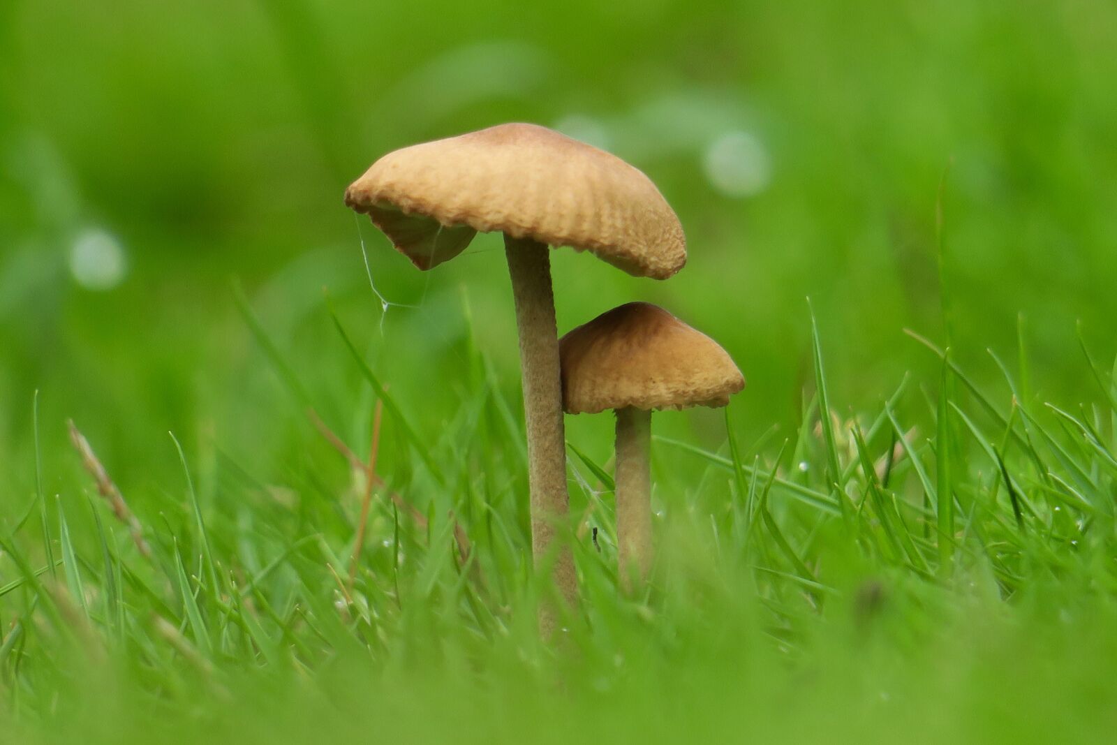 Canon PowerShot G3 X sample photo. Mushroom, fresh, natural photography