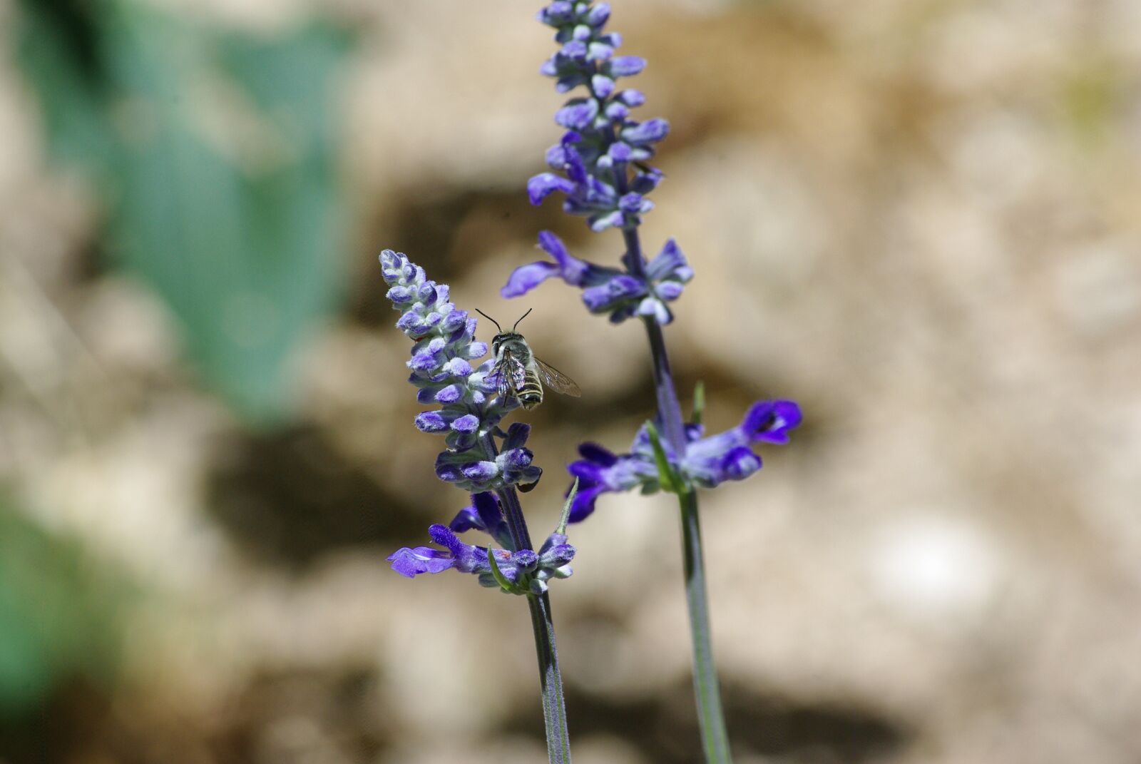 Pentax K200D sample photo. Lilac, flowers, purple photography