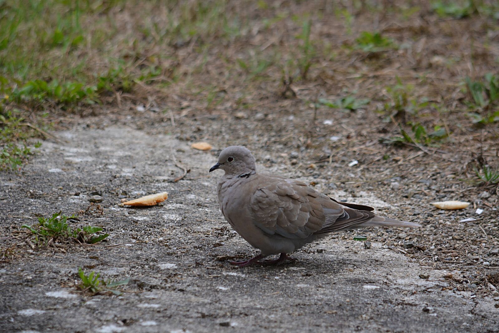 Nikon D5200 sample photo. Dove, bird, nature photography