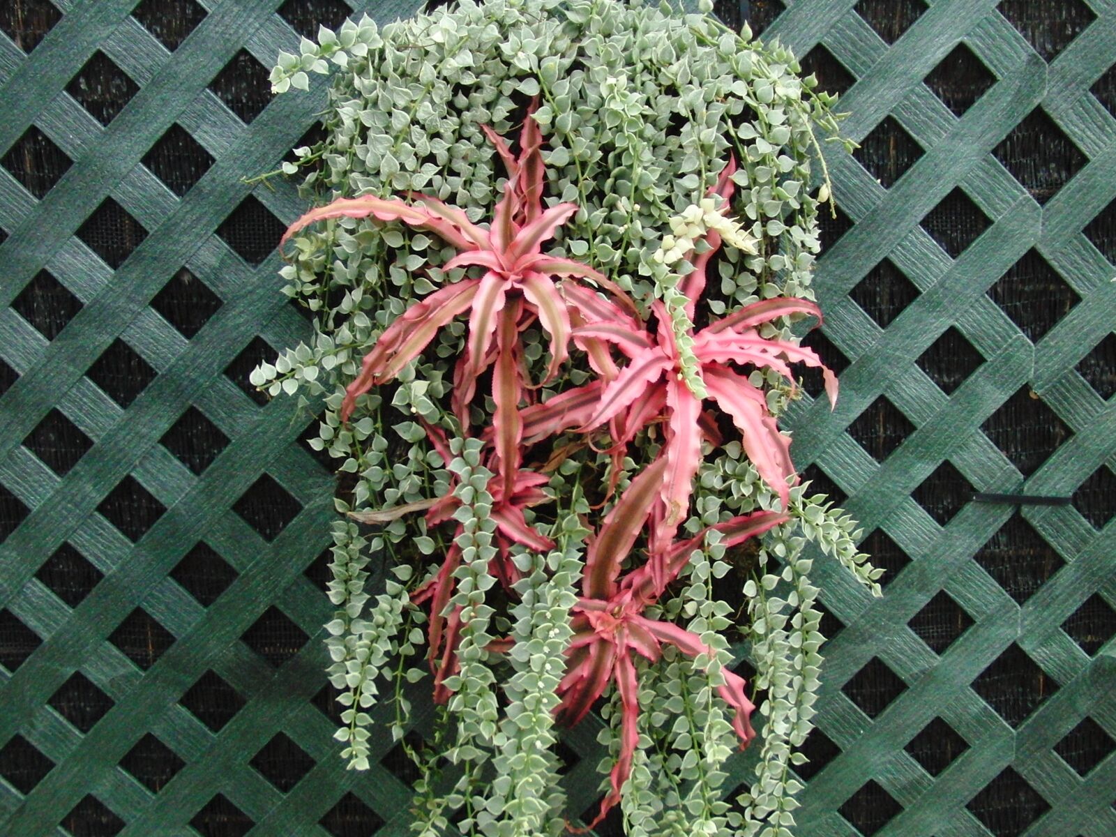 CASIO EX-FC100 sample photo. Decorative wall, ivy, plants photography