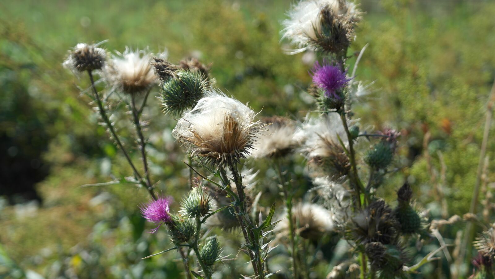 Samsung NX20 sample photo. Thistle, cirsium vulgare, flower photography