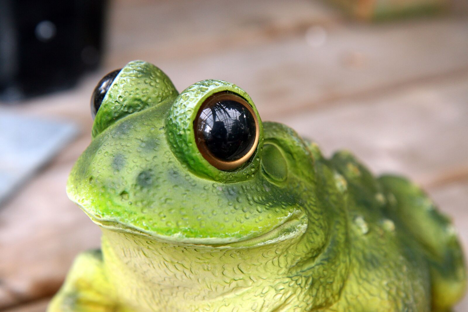 Canon EOS 30D sample photo. Frog, animal, green photography