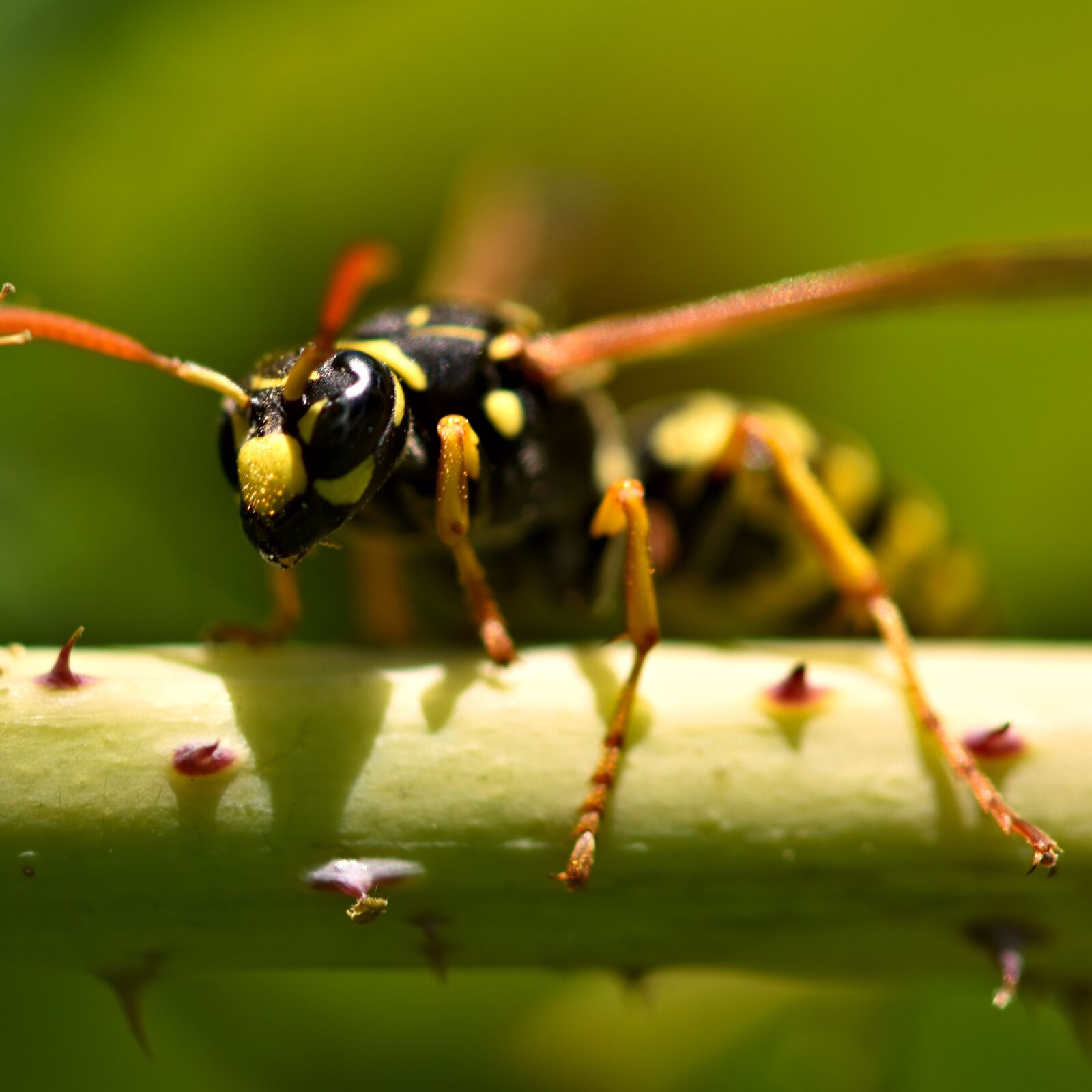 Nikon D5500 sample photo. Plant, insect, wasp photography