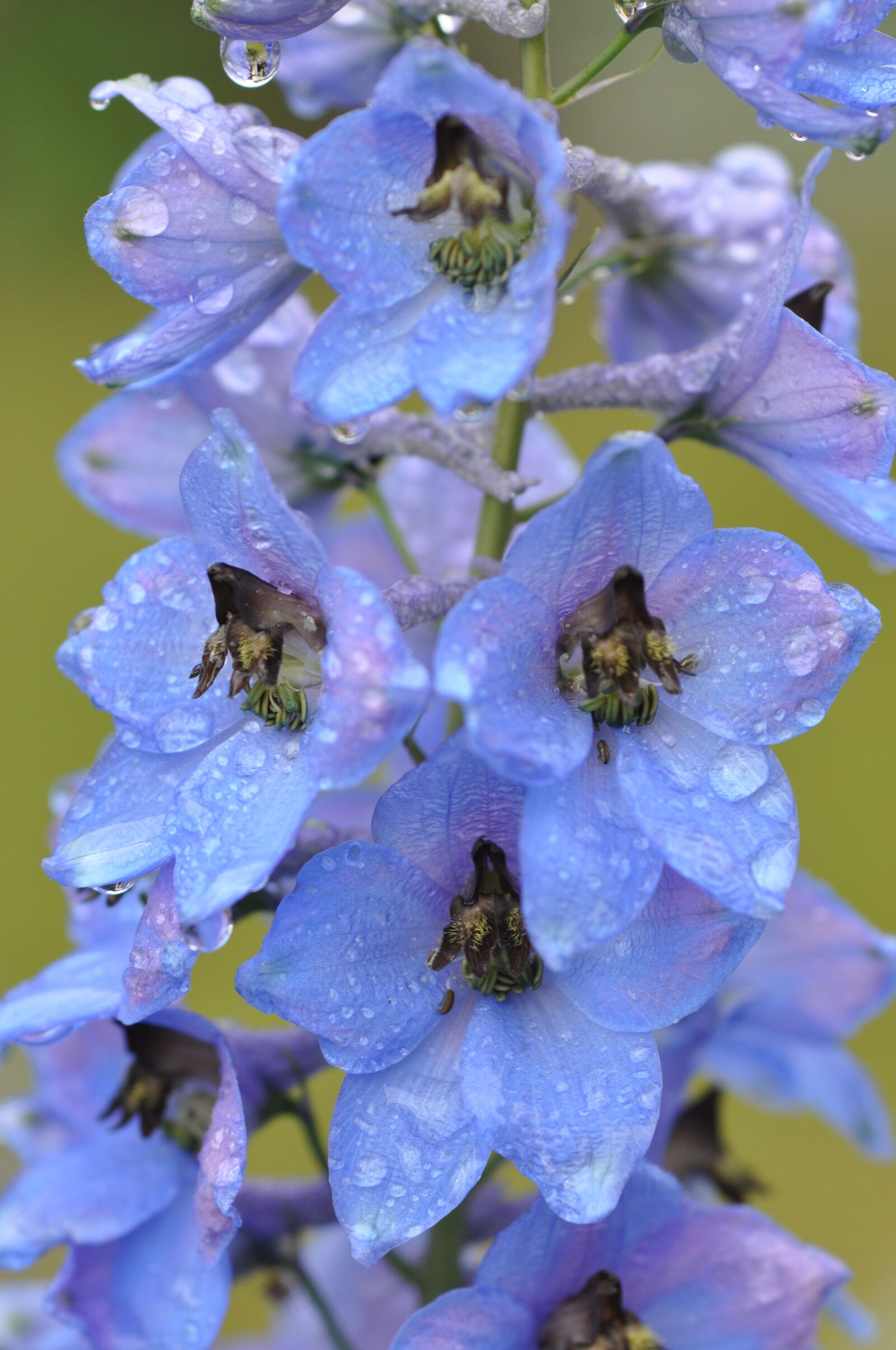 Nikon D90 sample photo. Larkspur, raindrop, blue photography