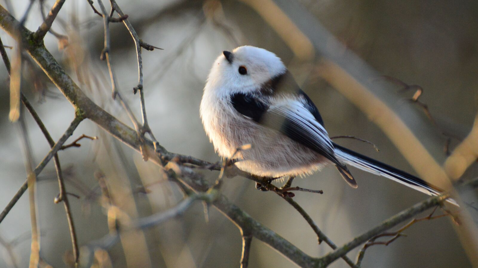 Nikon D3200 sample photo. Raniuszek, reverie, winter photography