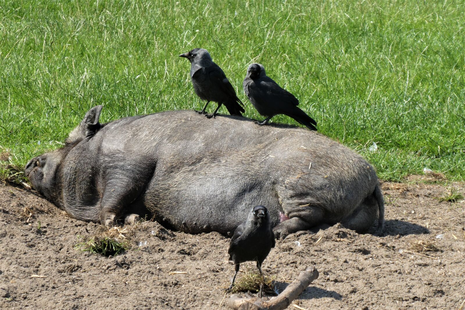 Panasonic Lumix DC-ZS70 (Lumix DC-TZ90) sample photo. Potbellied pig, are, lazy photography