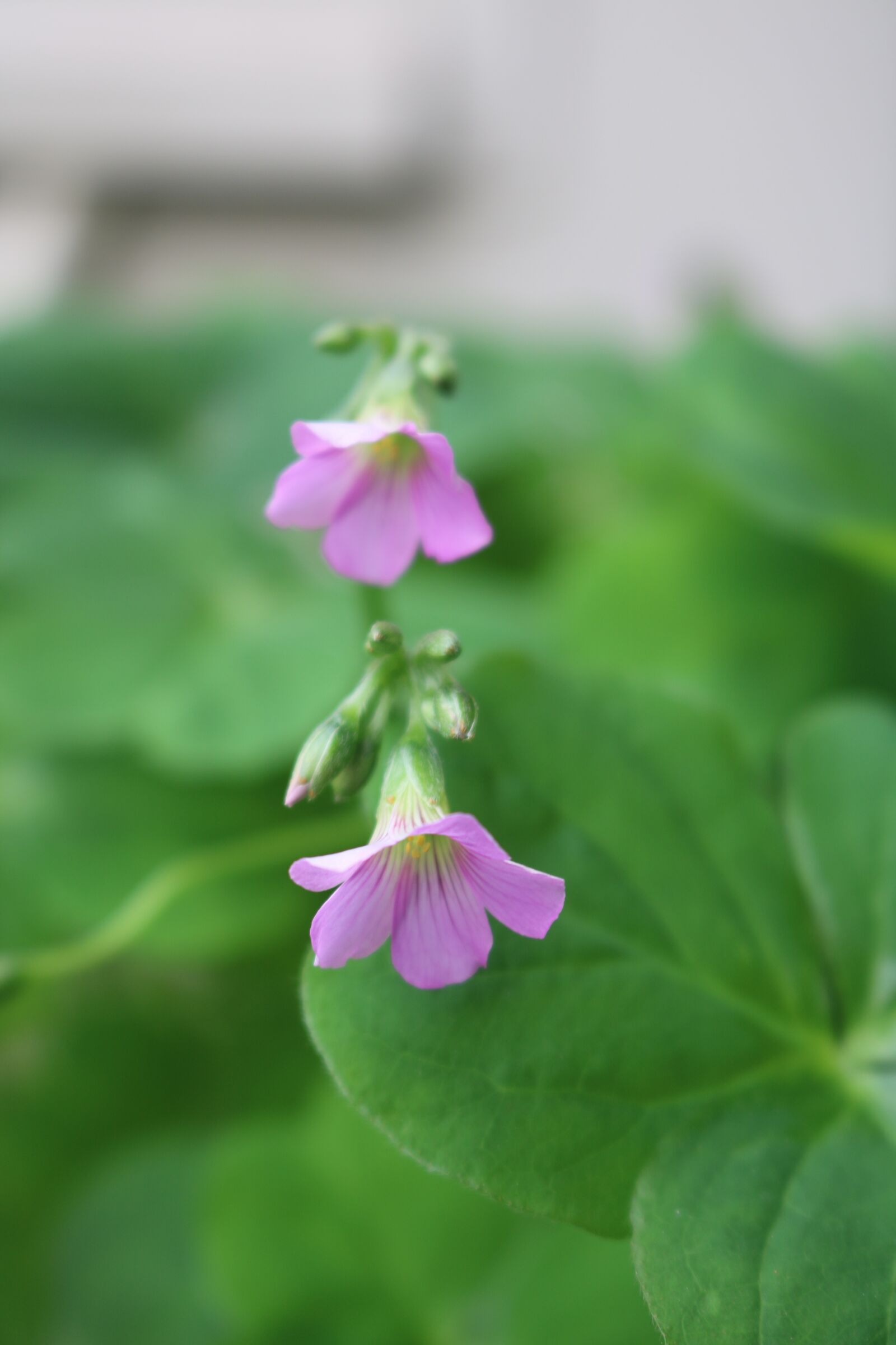 Canon EOS 750D (EOS Rebel T6i / EOS Kiss X8i) sample photo. Small flowers, spring, purple photography