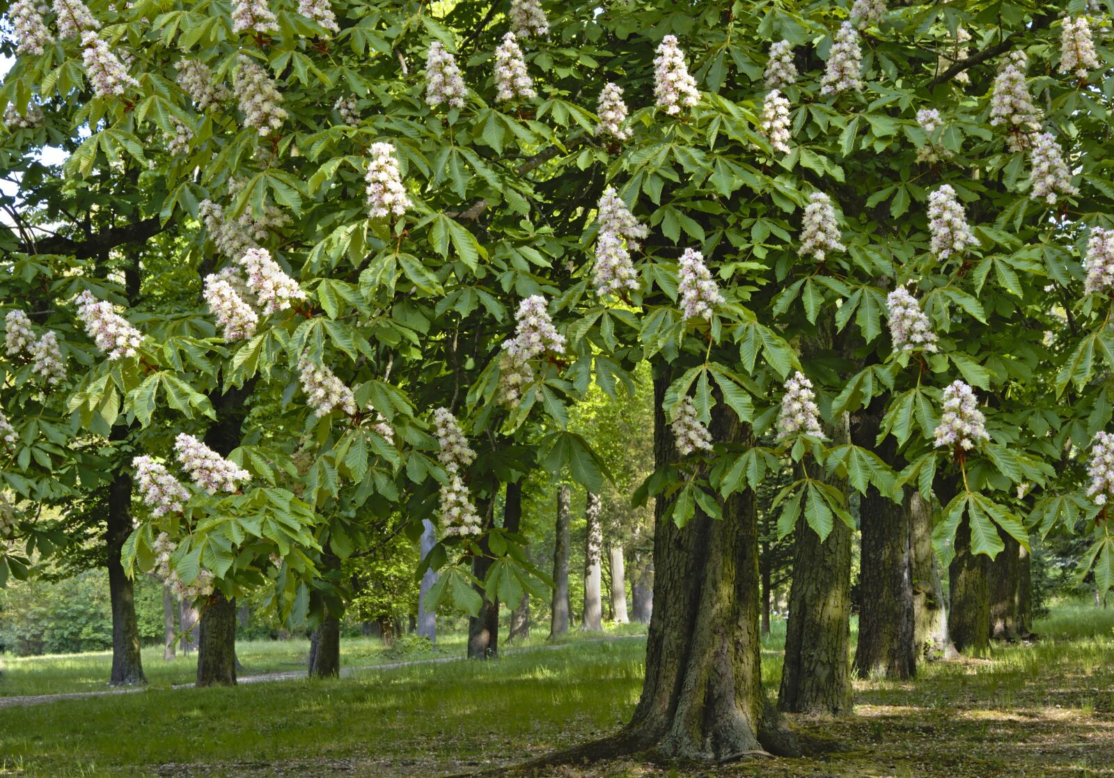 Nikon D5600 sample photo. Chestnut, chestnut trees, deciduous photography