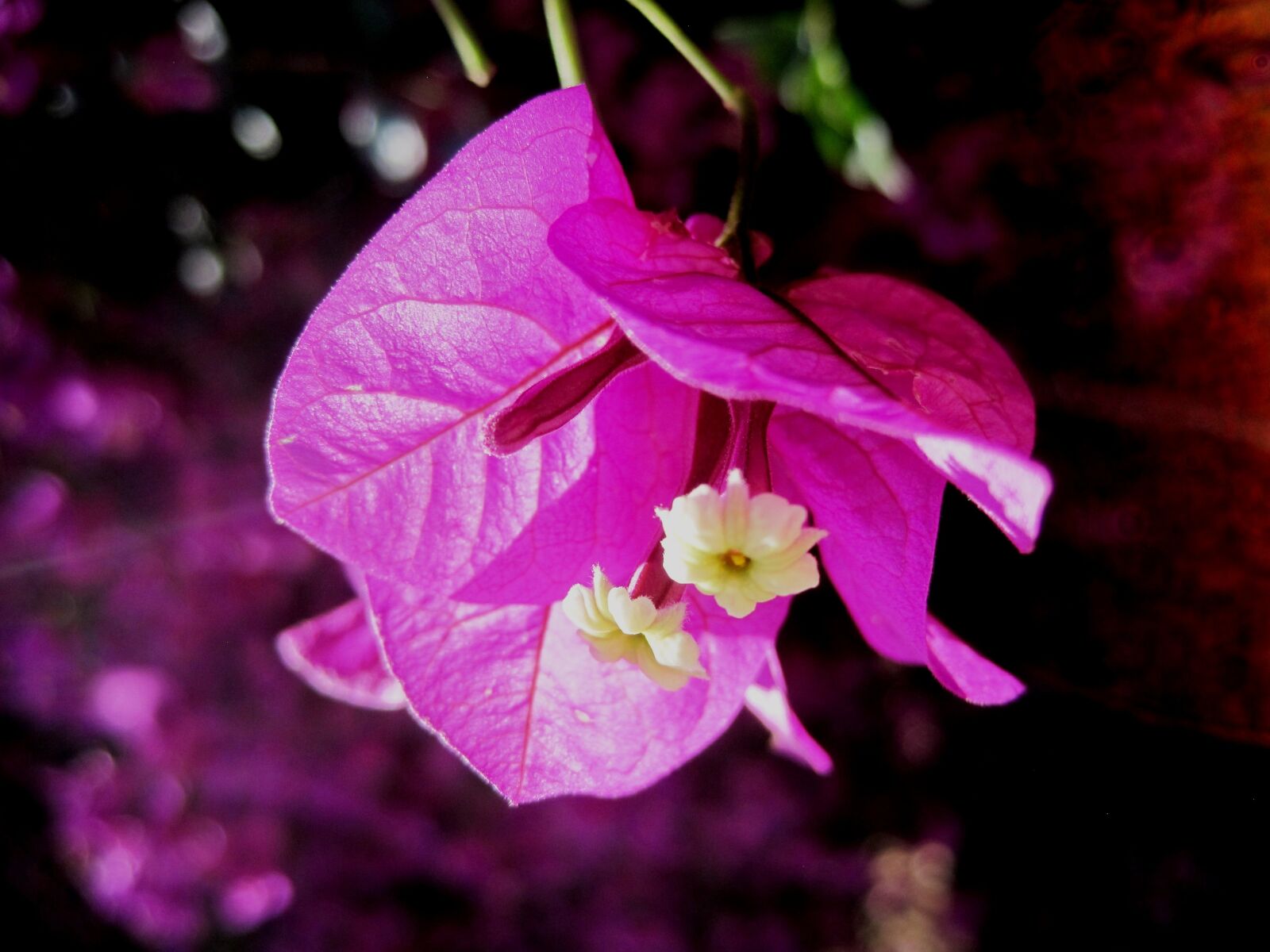 Canon PowerShot SD1200 IS (Digital IXUS 95 IS / IXY Digital 110 IS) sample photo. Flower, bloom, pink photography