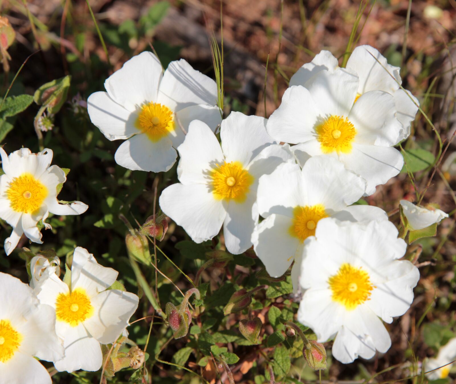 Canon EOS 550D (EOS Rebel T2i / EOS Kiss X4) sample photo. Cistus hybridus, laden, white photography