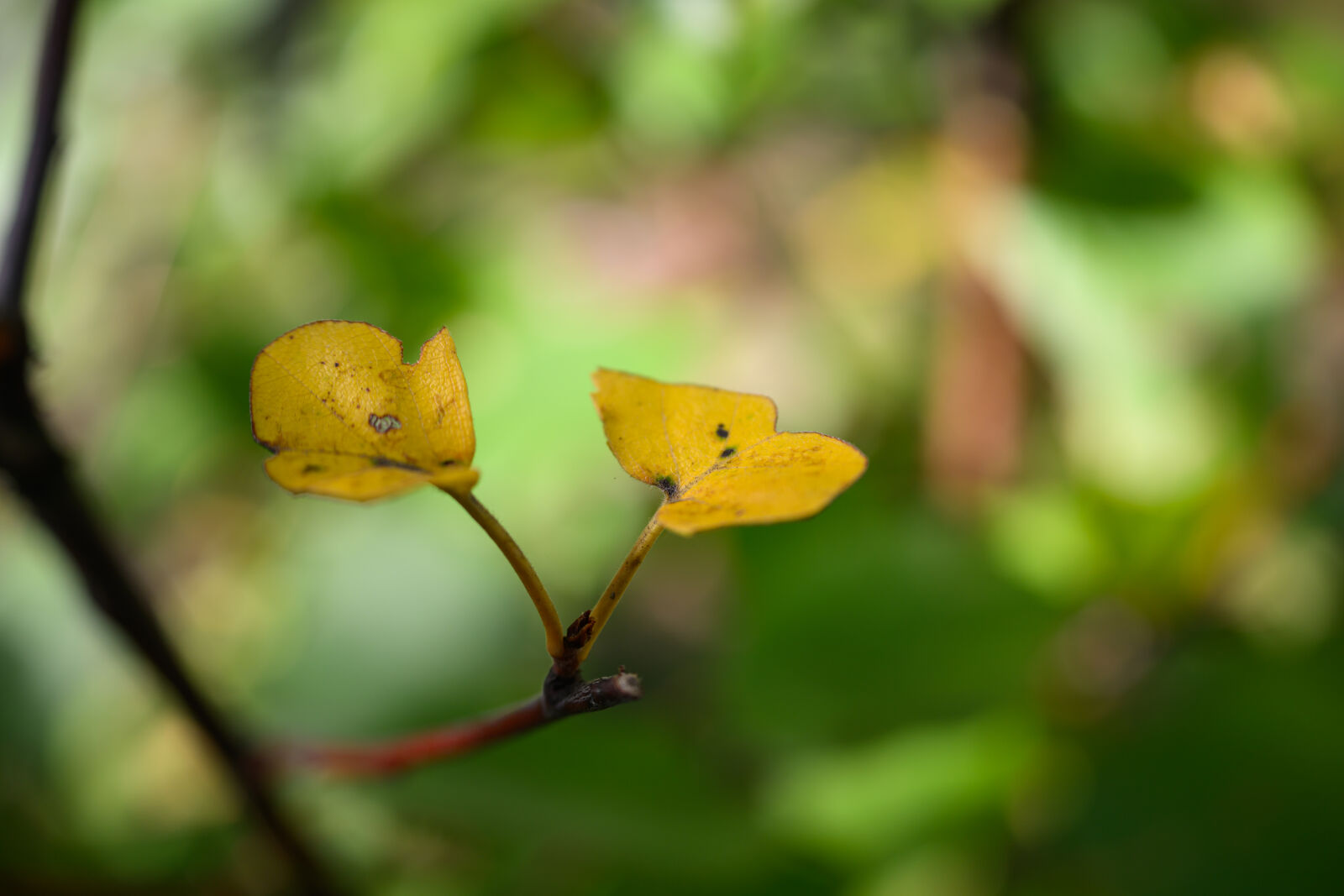 Nikon Z8 sample photo. Leaves bokeh photography