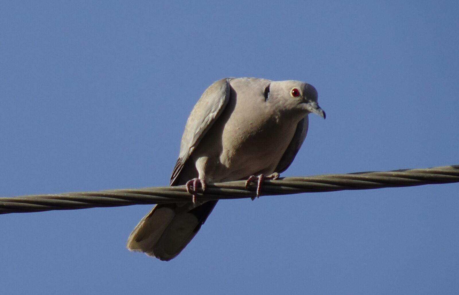 Sony DSC-WX800 sample photo. Bird, dove, eurasian collared photography