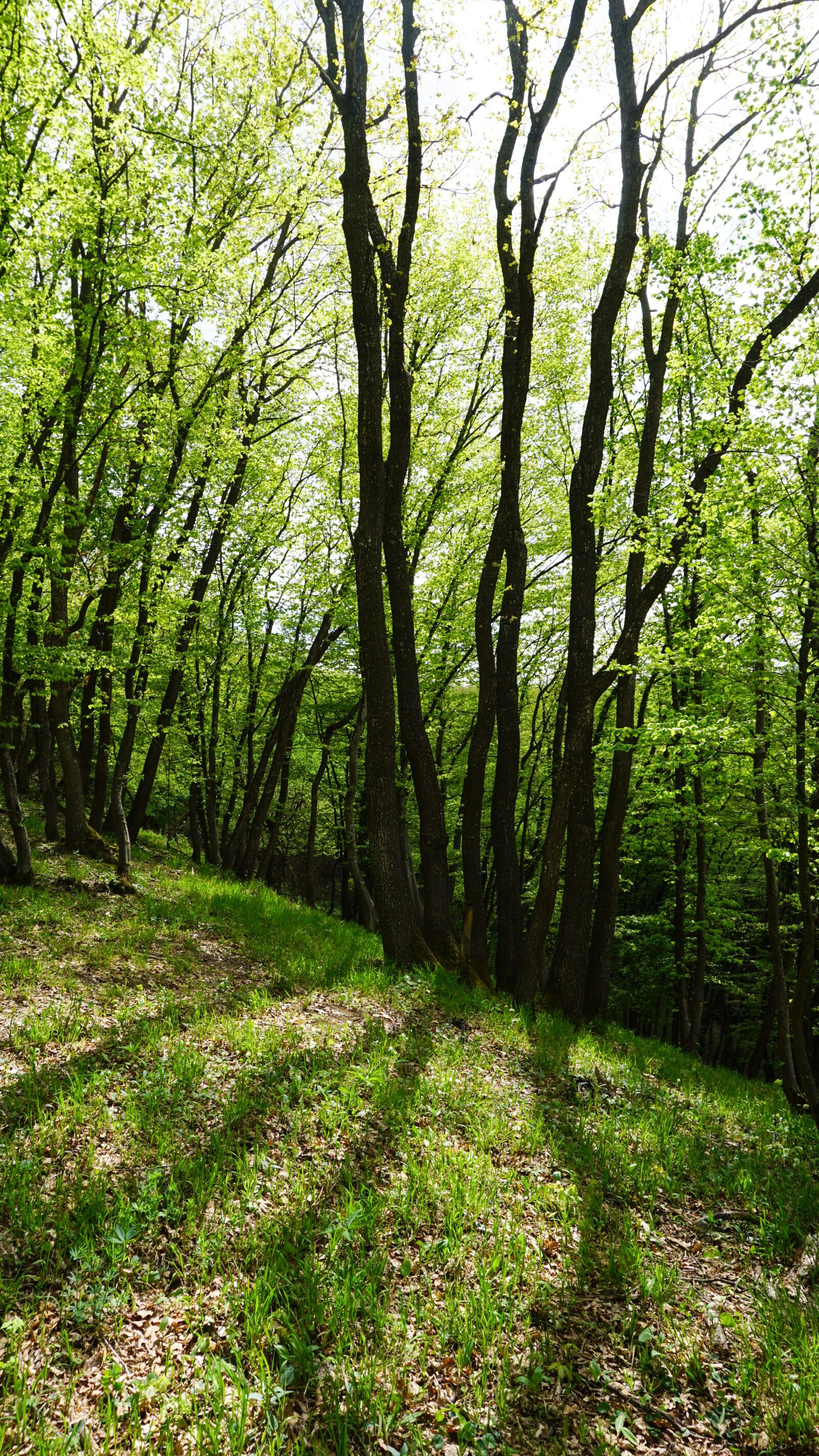 Sony a5100 sample photo. Spring, green, woods photography