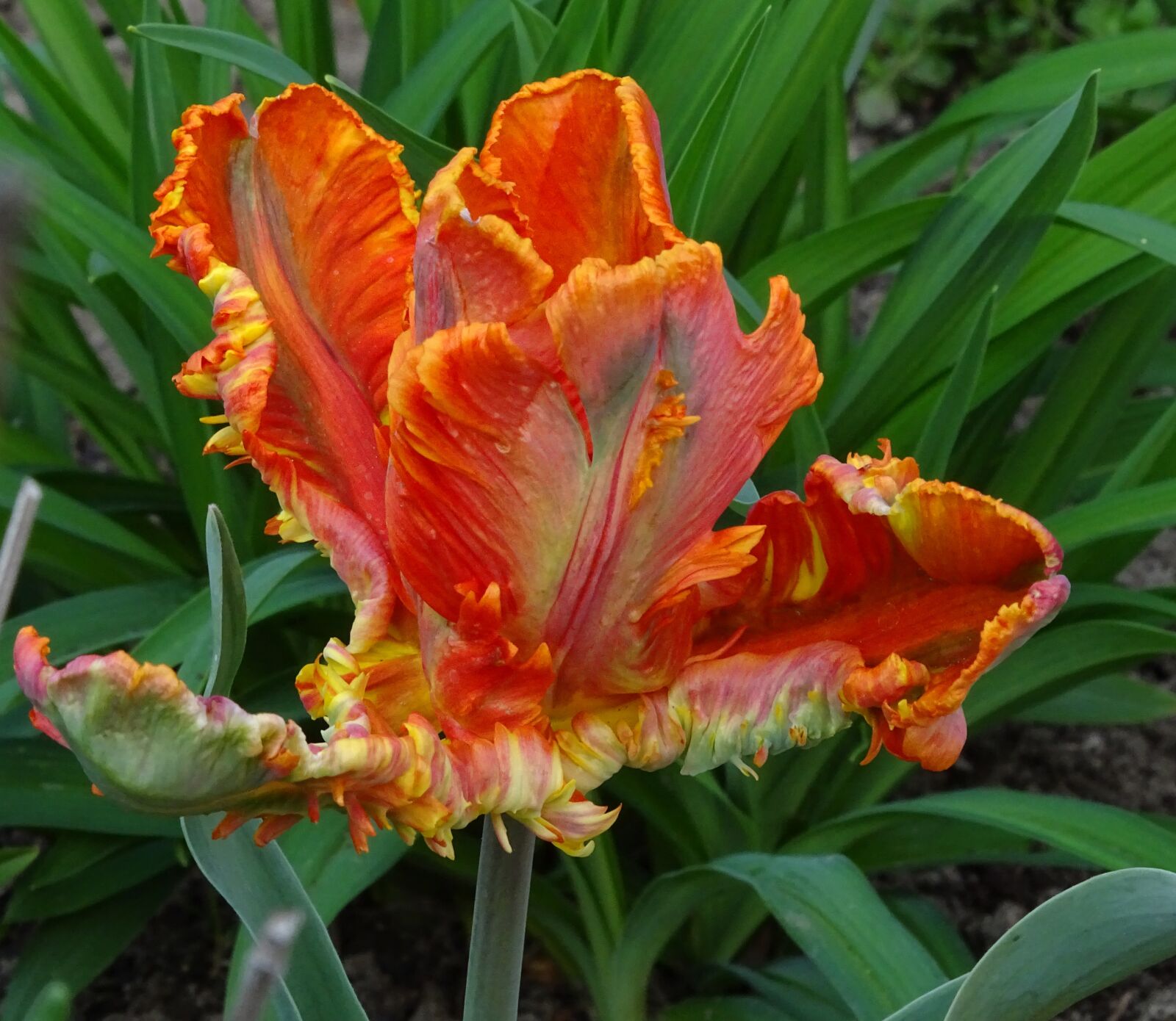 Sony Cyber-shot DSC-HX400V sample photo. Tulip, parrot tulip, orange photography