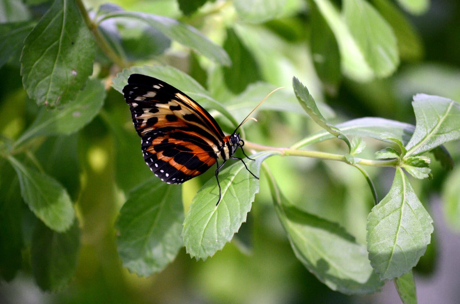 Nikon D5100 sample photo. Nature, butterfly, insect photography