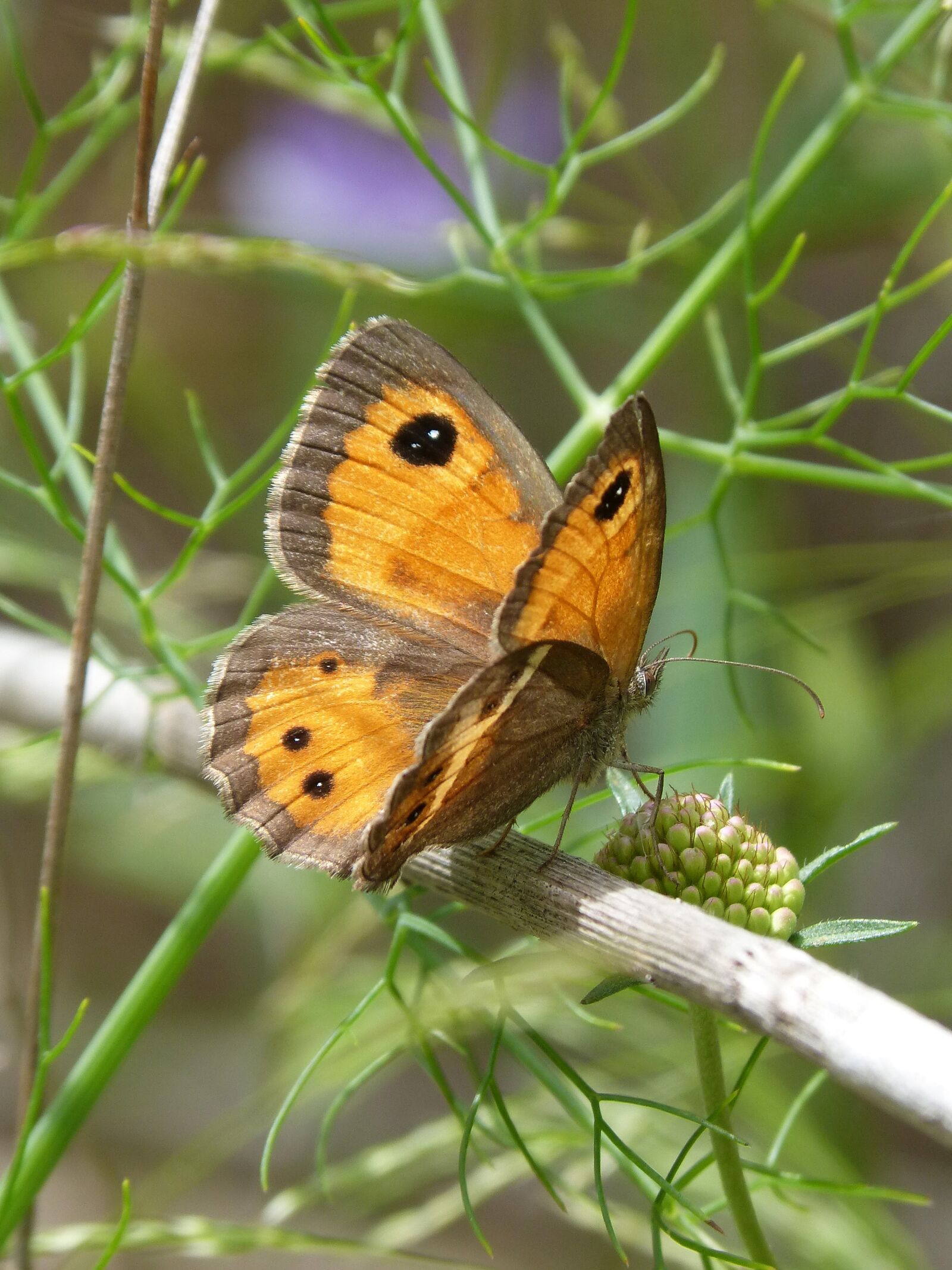 Panasonic DMC-FZ62 sample photo. Lobito list, butterfly, orange photography