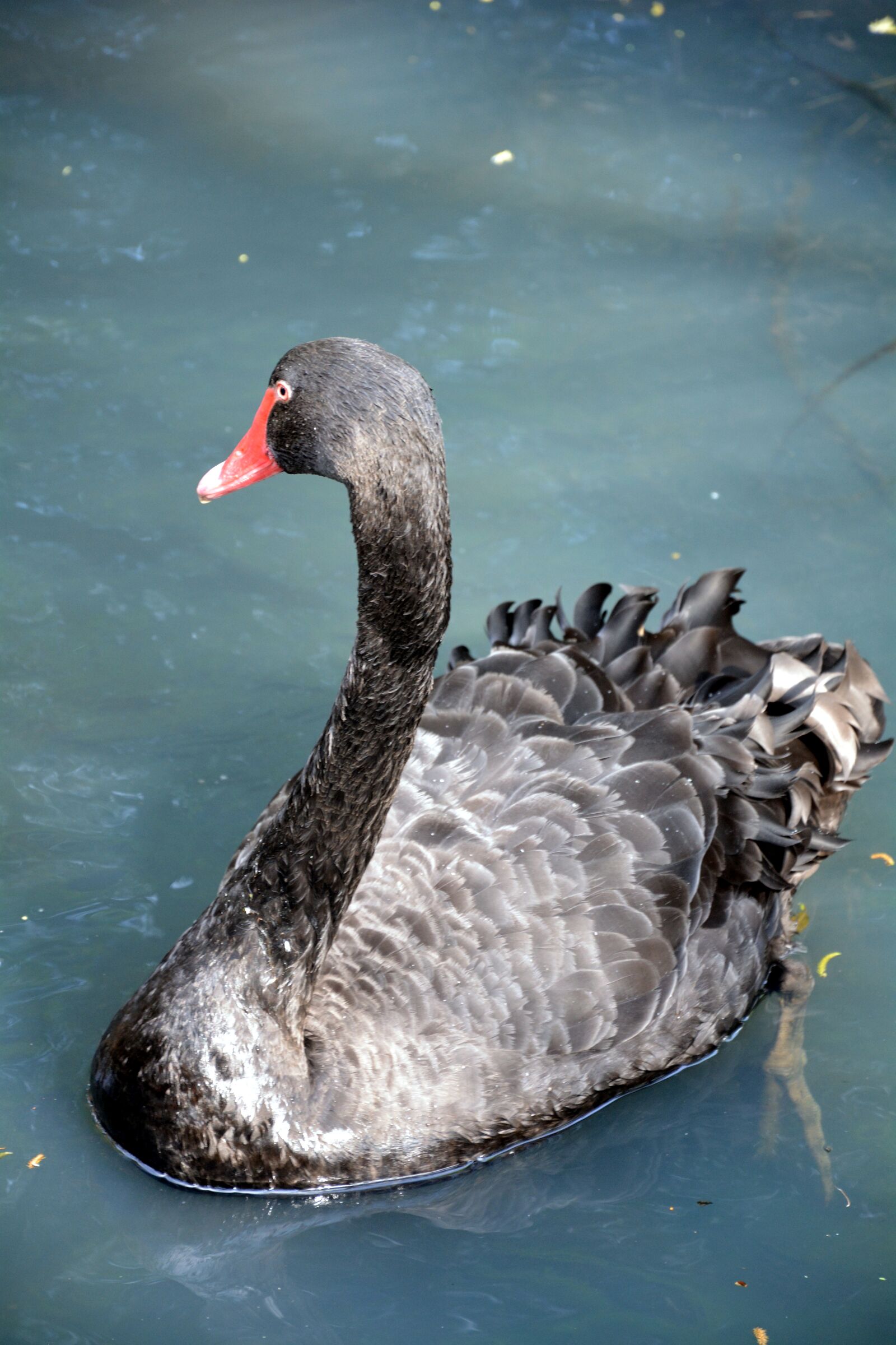 Nikon D5200 sample photo. Long neck, feathered bird photography