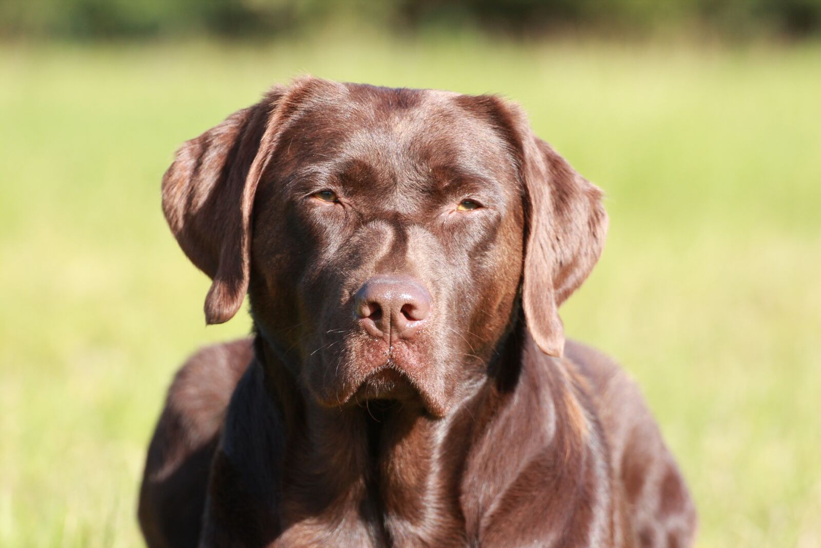 Canon EOS 600D (Rebel EOS T3i / EOS Kiss X5) sample photo. Labrador, dog, pet photography
