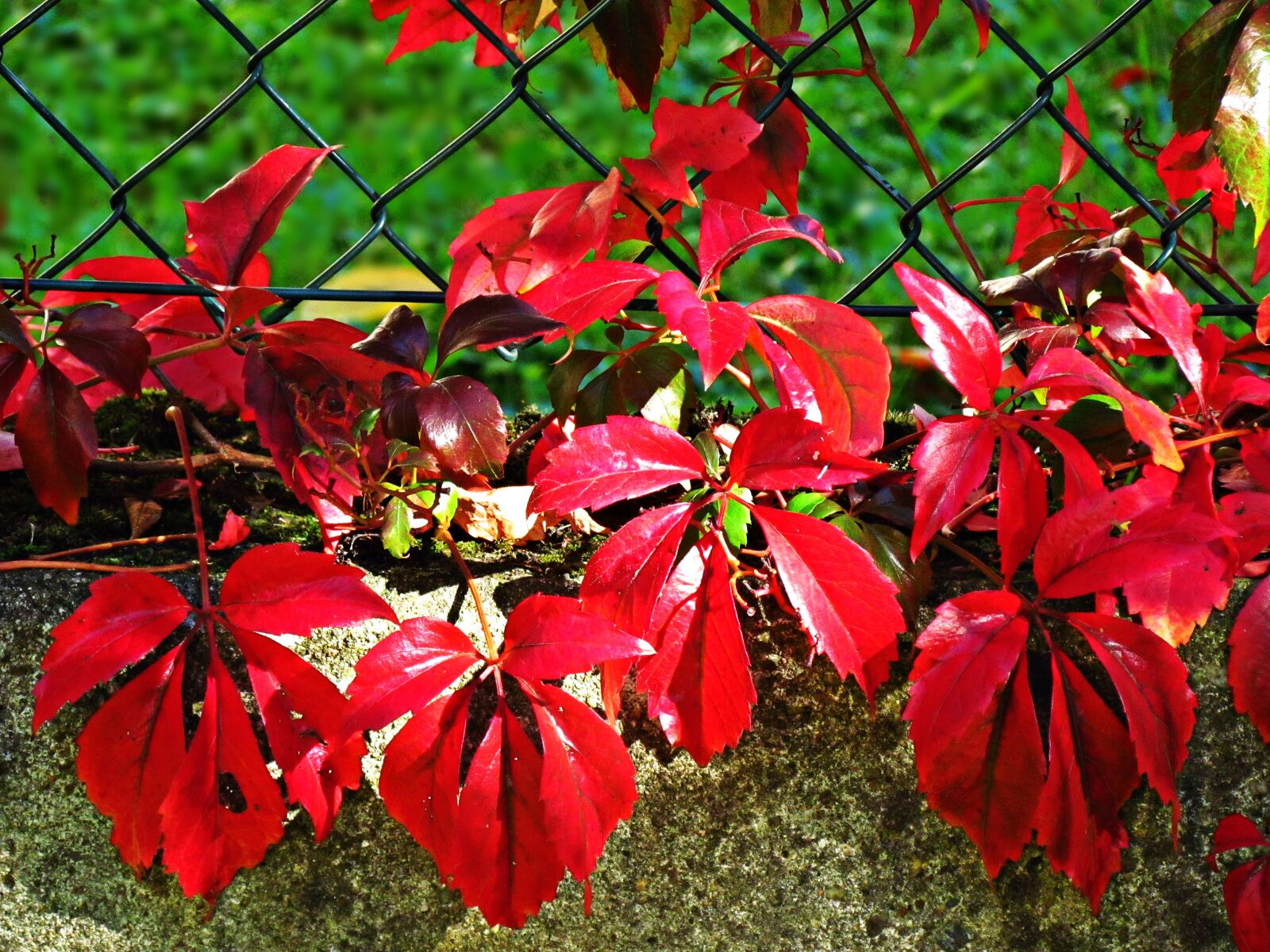 Canon PowerShot SX30 IS sample photo. Autumn, red, purple photography