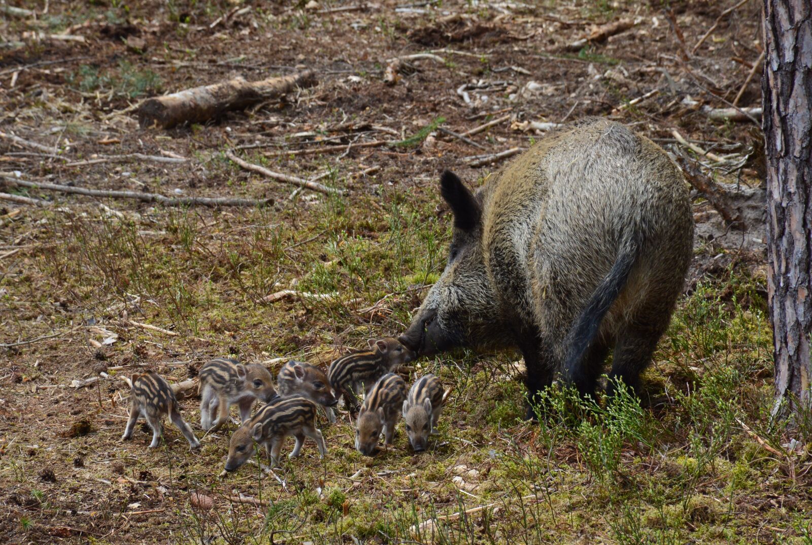 Nikon D3200 sample photo. Hog wild, wild boar photography