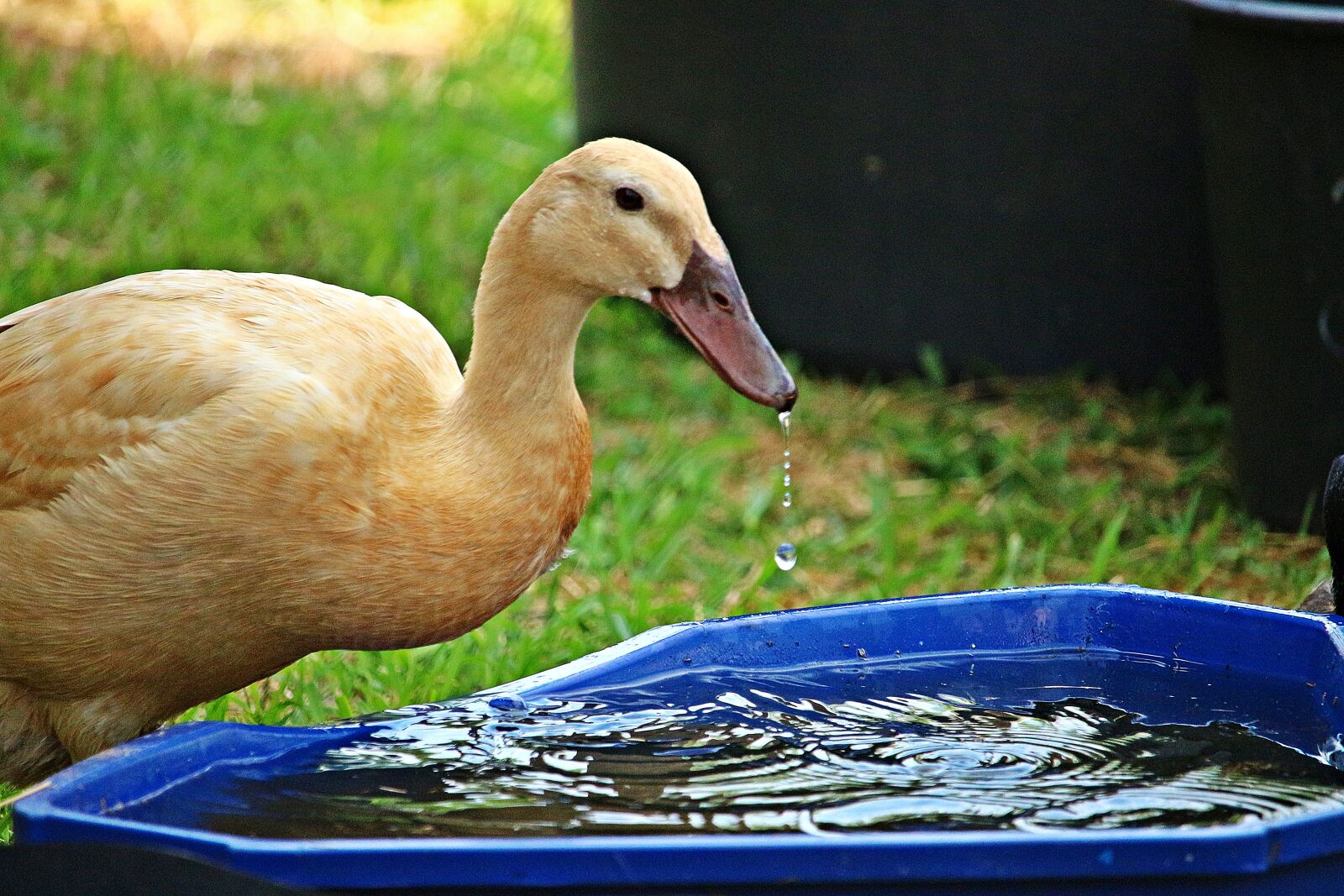 Canon EOS 100D (EOS Rebel SL1 / EOS Kiss X7) sample photo. Running duck, water, duck photography