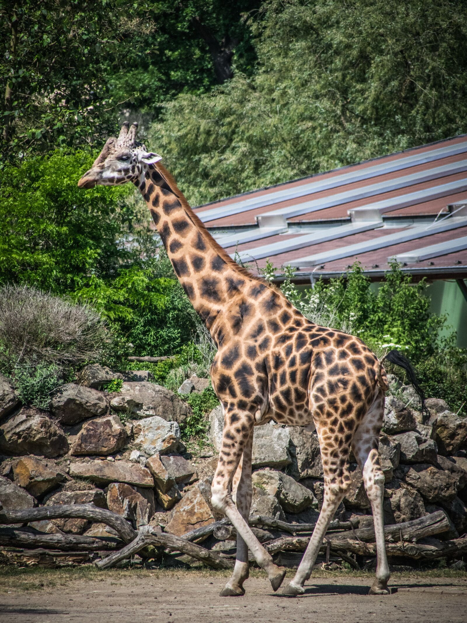 Nikon D5300 sample photo. Fauna, giraffe photography