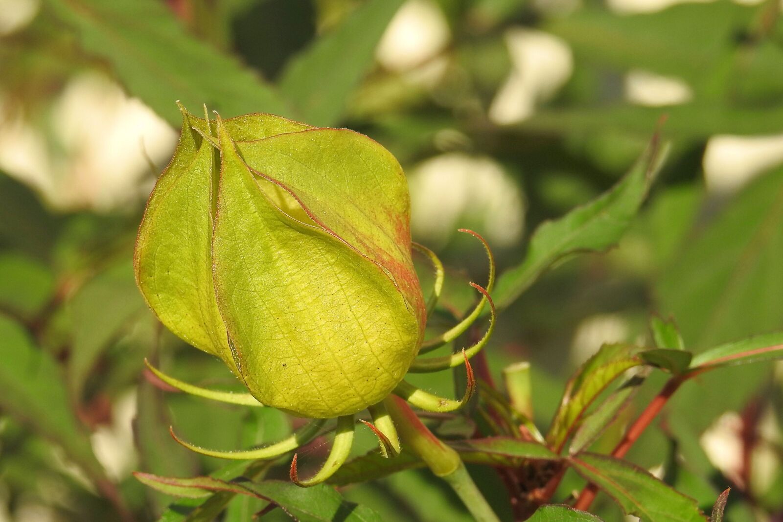 Nikon Coolpix P900 sample photo. Bud, hibiscus bud, green photography