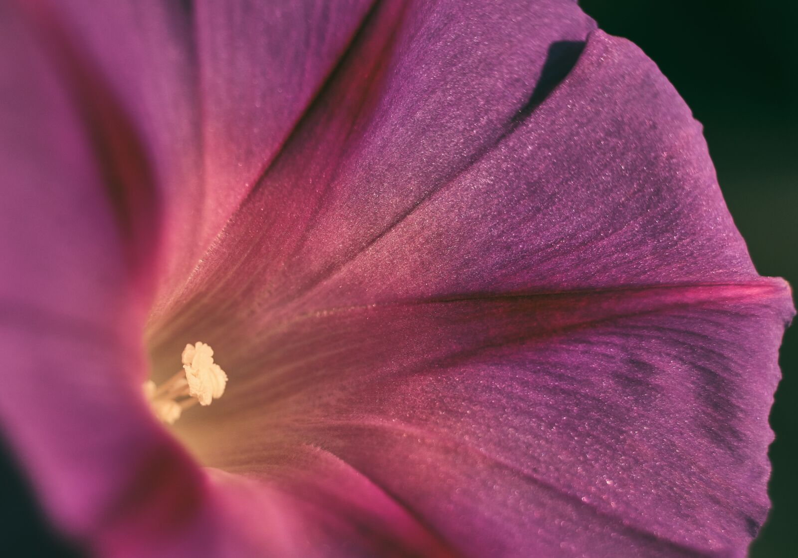 Fujifilm XF 18-55mm F2.8-4 R LM OIS sample photo. Purple pageantry winds, blossom photography