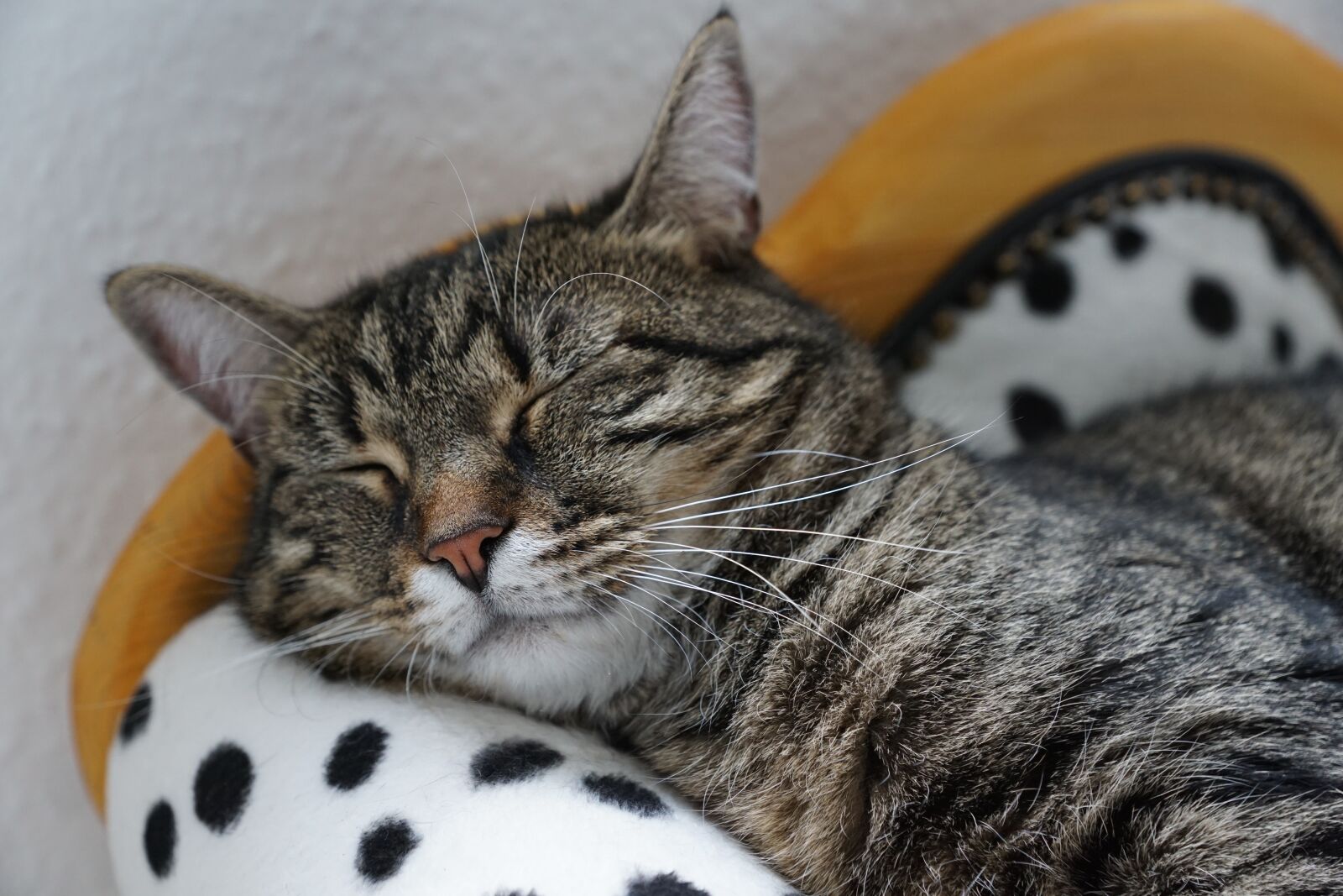 Sony ILCA-77M2 + Sony DT 16-50mm F2.8 SSM sample photo. Cat, tiger, tigerle photography
