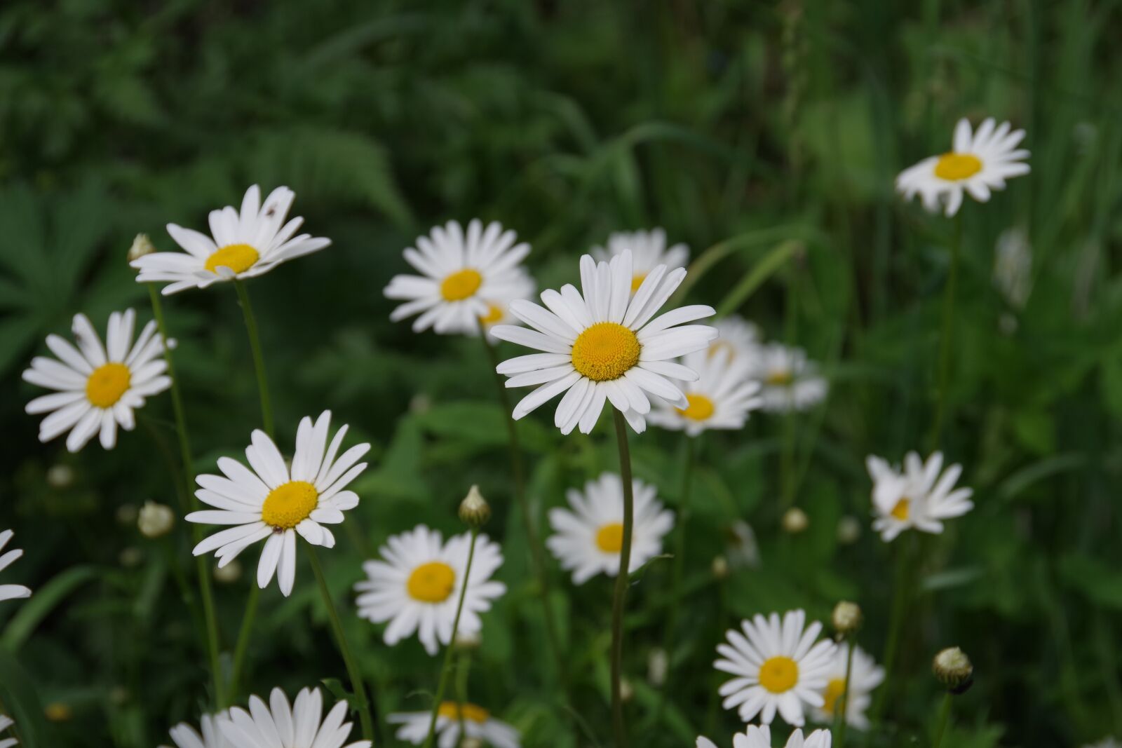 Pentax K-1 sample photo. Dacha, flowers, chamomile photography