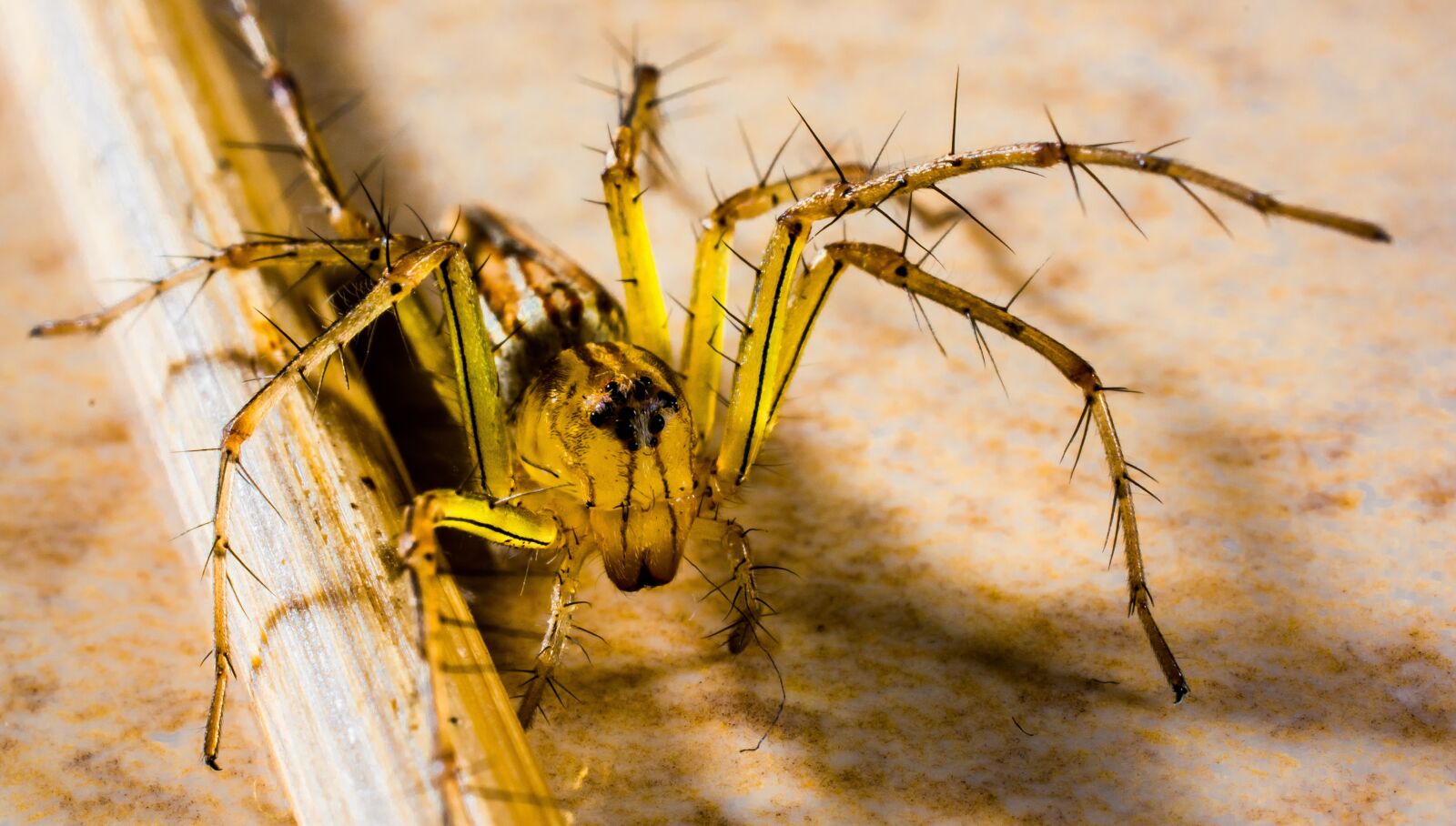 Nikon D5200 sample photo. Small spider, spider, arachnids photography