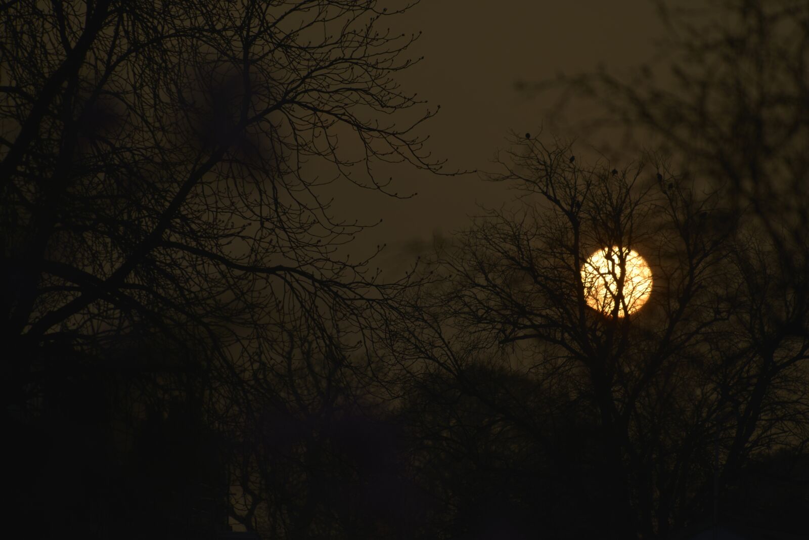 Nikon D800 sample photo. Sun, setting, through photography