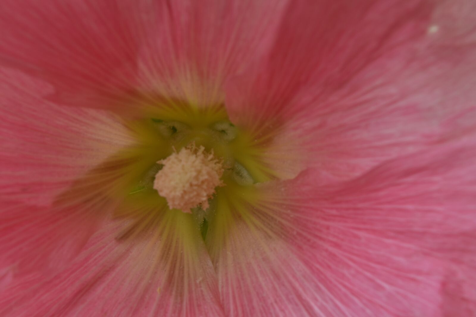 Nikon D5500 sample photo. Flower, plant, nature, pollen photography