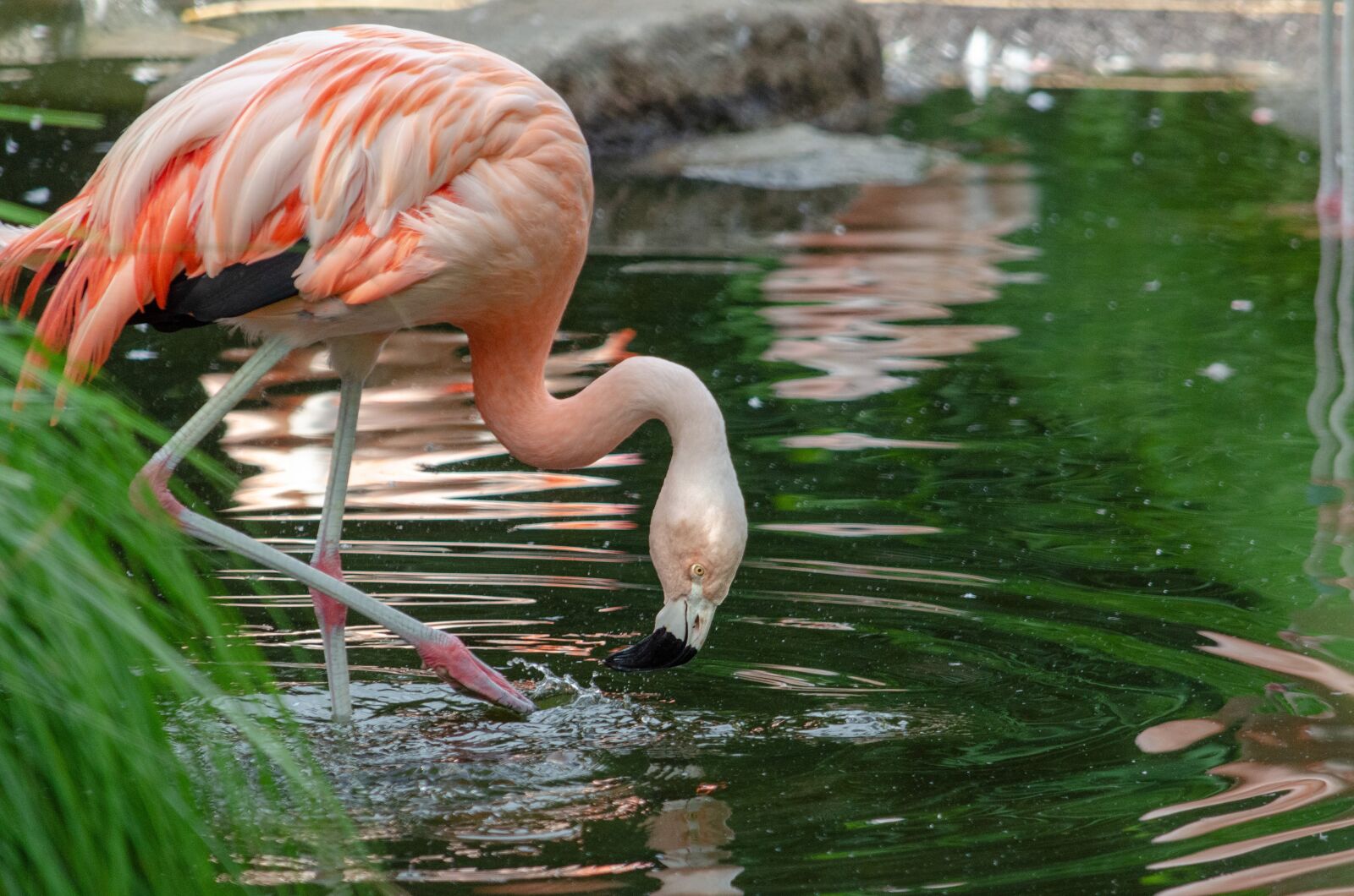 Nikon D5100 sample photo. Bird, water, plumage photography