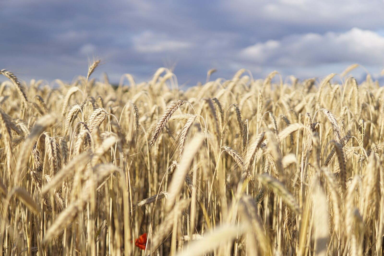 Sony a6000 sample photo. Wheat field, wheat, field photography
