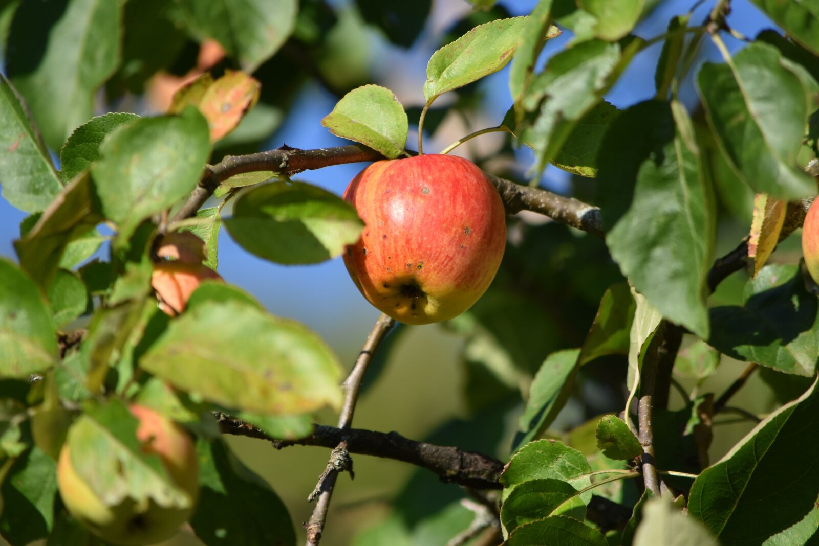 Nikon D5500 sample photo. Apple, autumn, sun photography
