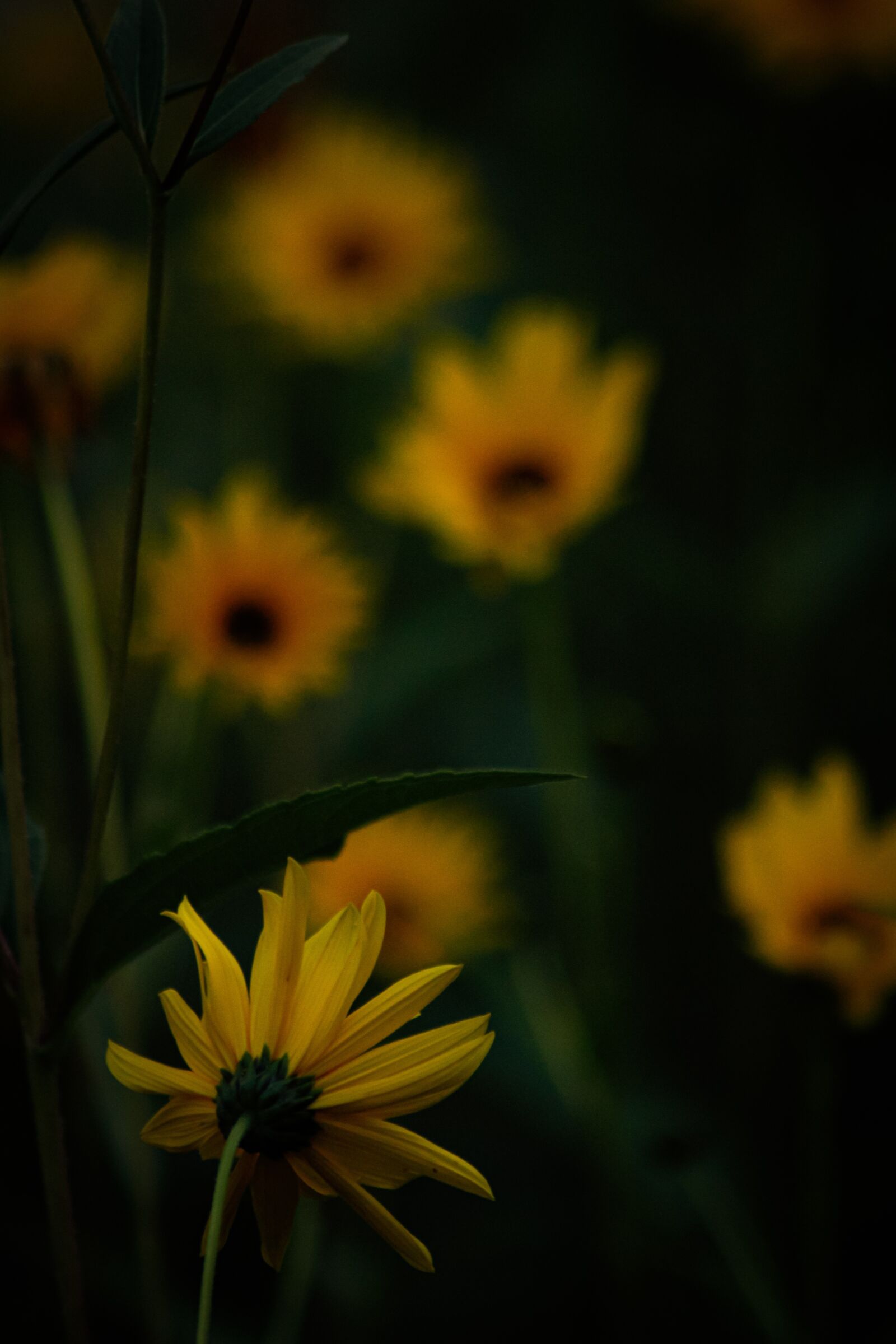 Canon EOS 2000D (EOS Rebel T7 / EOS Kiss X90 / EOS 1500D) sample photo. Sunflower, flower, yellow photography