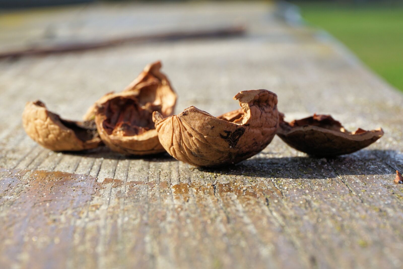 Sony a6000 sample photo. Nuts, nutshells, walnut photography