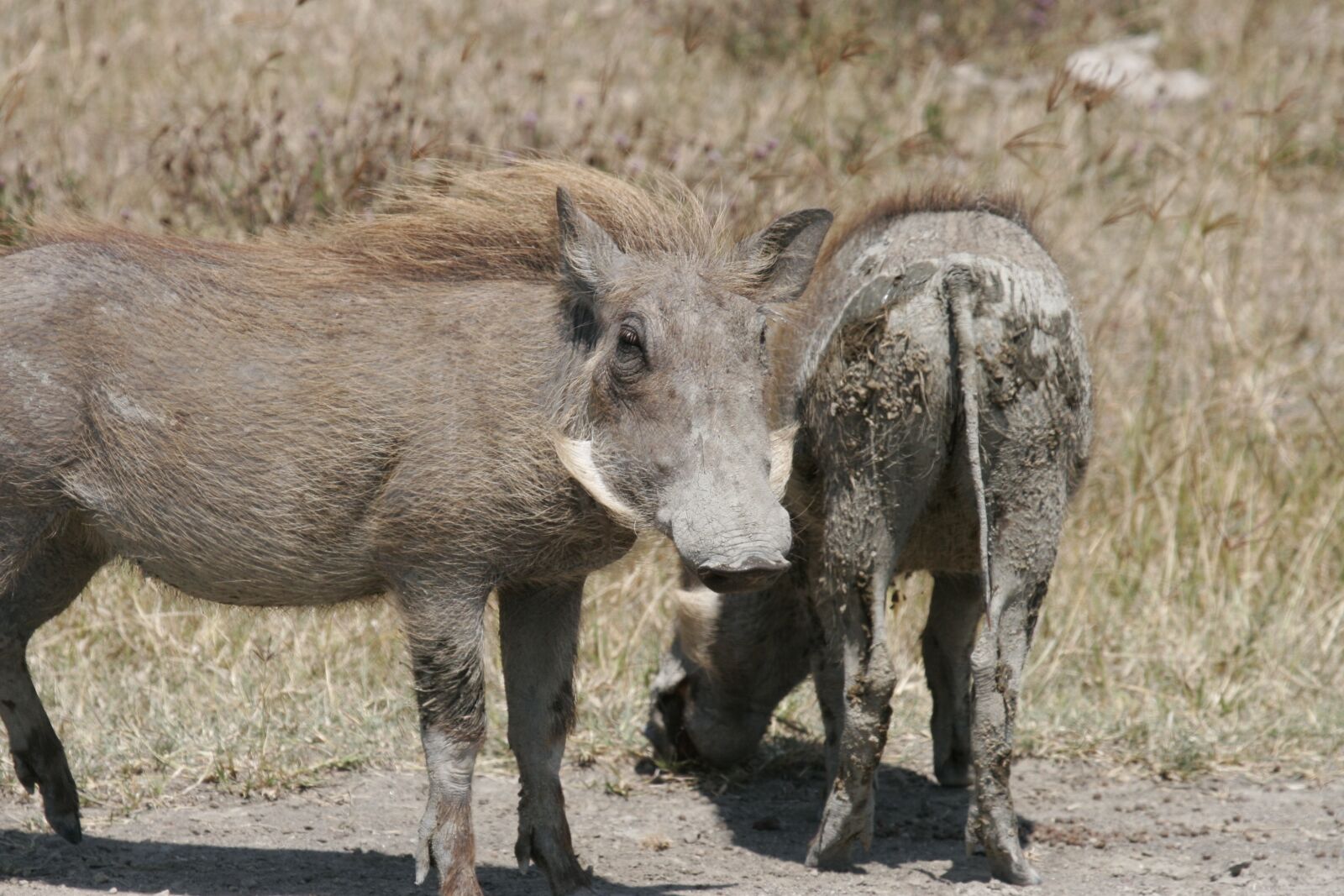 Canon EOS 20D sample photo. Warthog, muddy, mammal photography