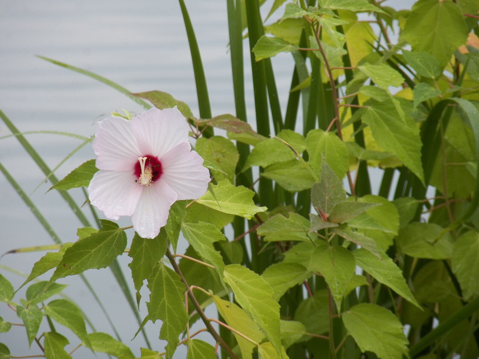 Kodak EasyShare Z990 (EasyShare Max) sample photo. Flower, water, pond photography