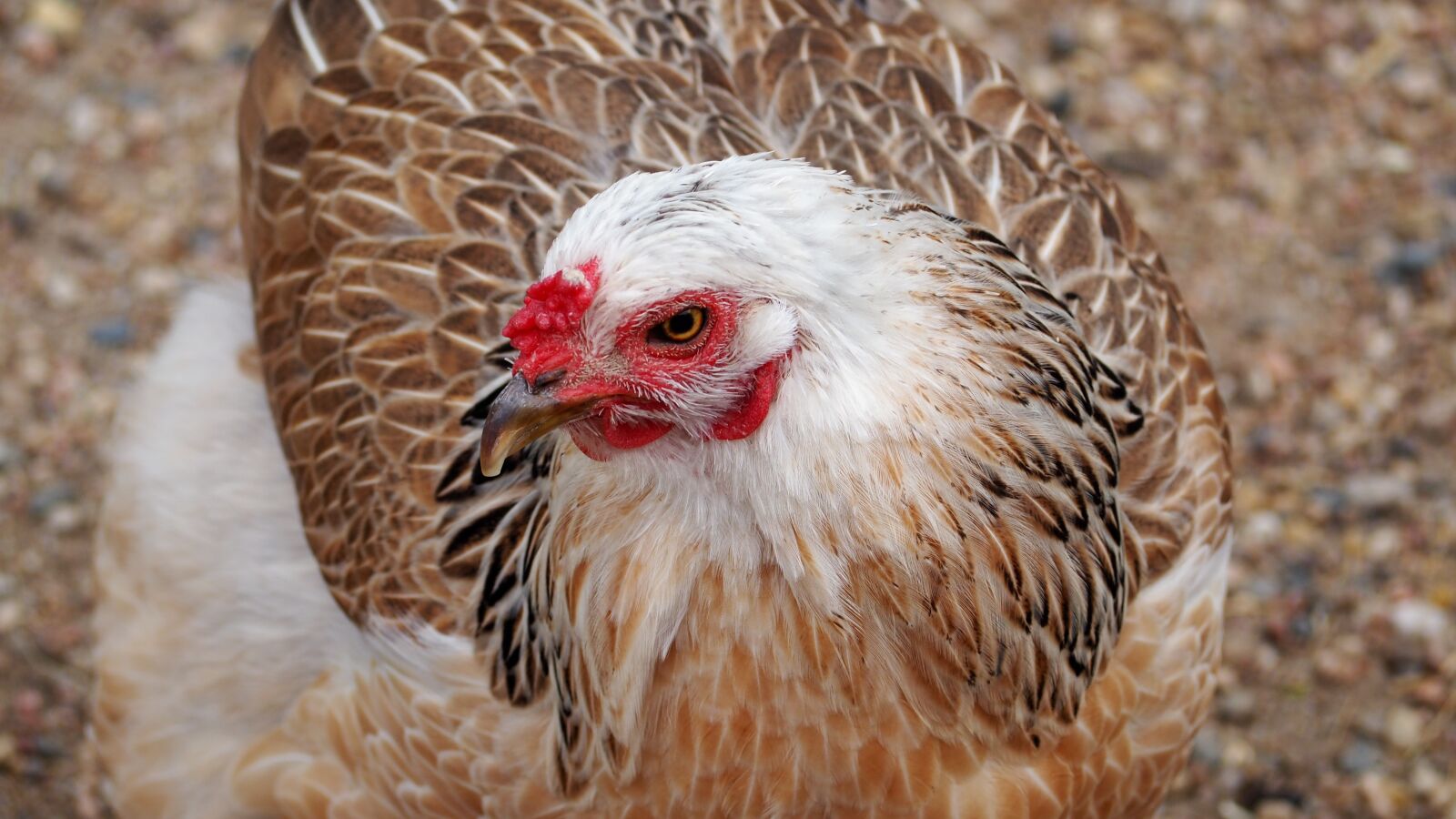 Olympus OM-D E-M10 II sample photo. Chicken, farm animal, animals photography