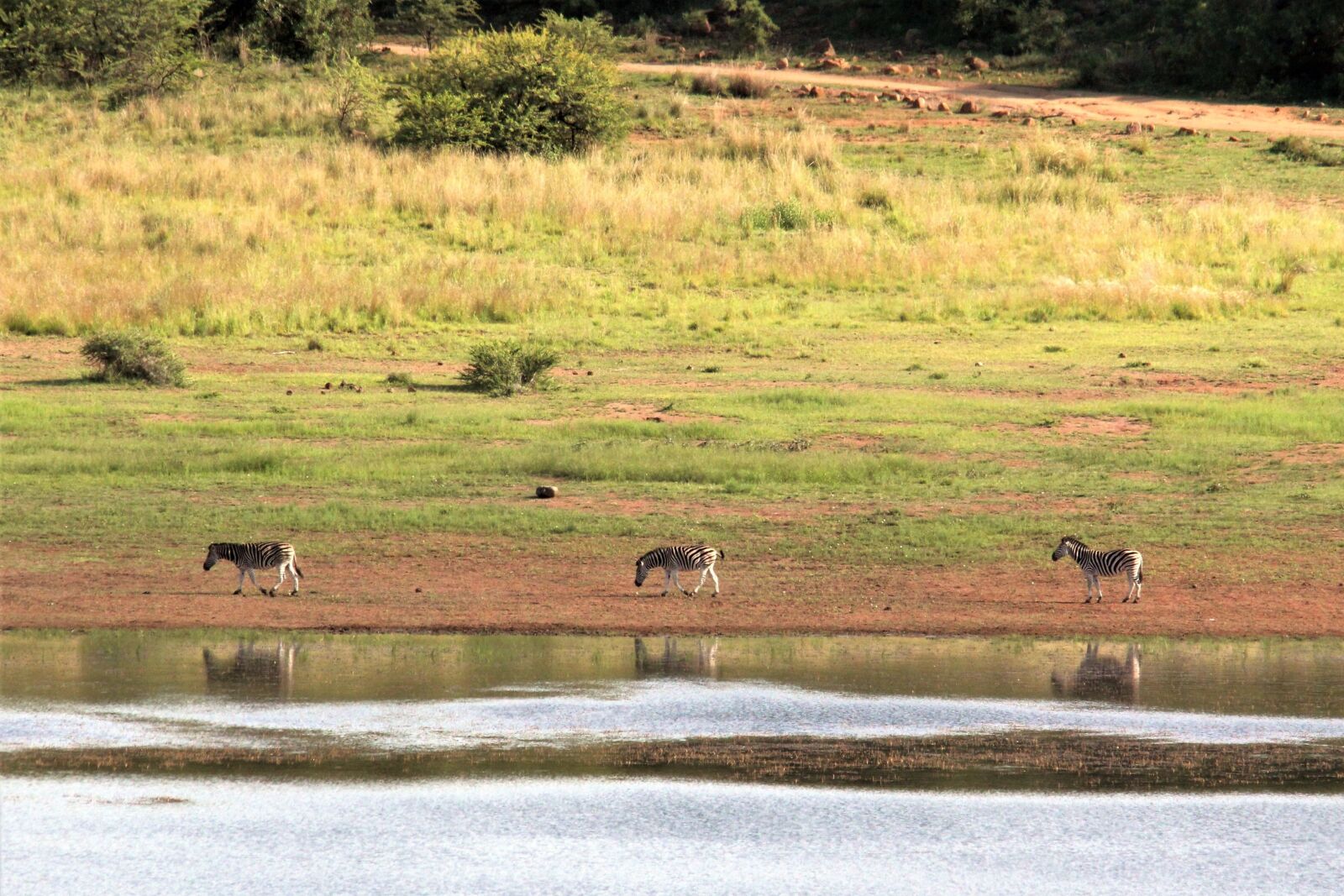Canon EOS 60D sample photo. Zebra, peaceful, animals photography
